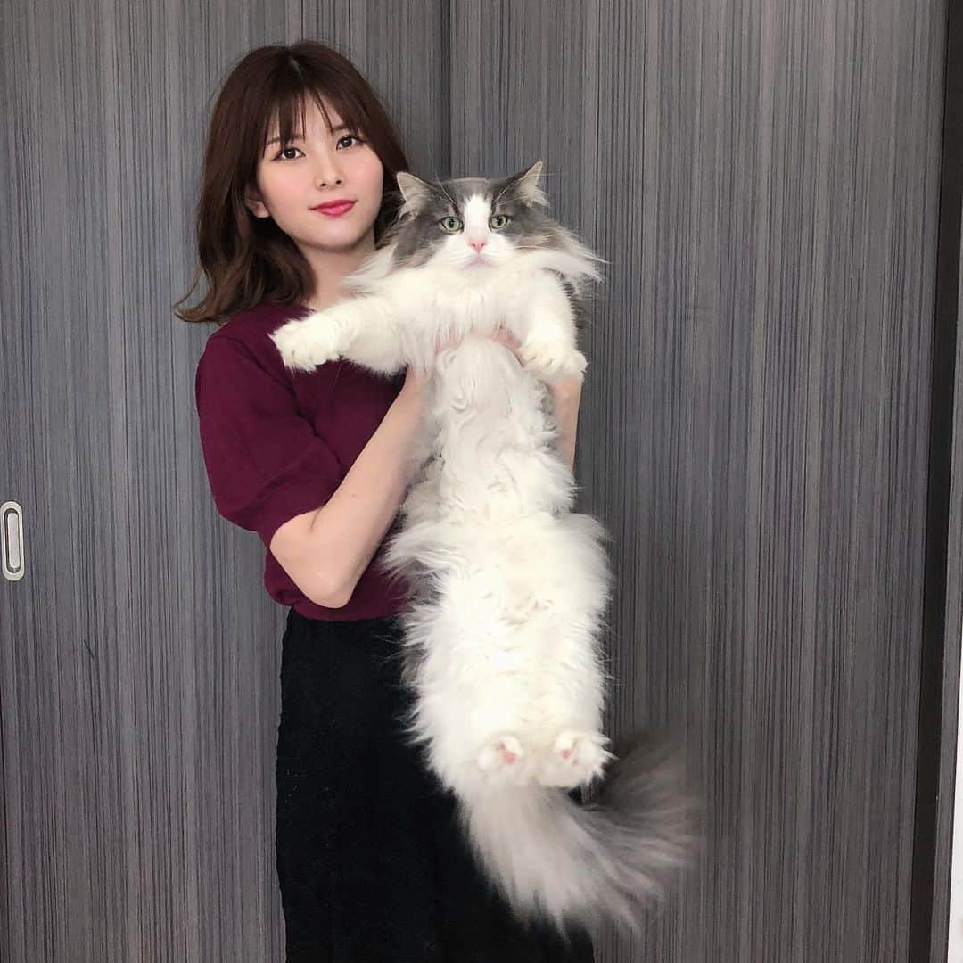 Sagiri Kitayamaさんのインスタグラム写真 - (Sagiri KitayamaInstagram)「伸びると長～いキャスバル兄さん😼👍8.2kgですが、スマートです😆  #くそ可愛い祭 #キャスバル #ノルウェージャンフォレストキャット #ノルウェージャン #norwegianforestcat #norwegian  #ラグドール #ragdoll #neko #ねこ #ねこ部 #ネコ #猫 #猫部 #cat #catinstagram #catlover #catsofinstagram #instacat #kitty #ふわもこ部 #むにゃげーず #耳毛部」7月9日 20時33分 - rererurerurela