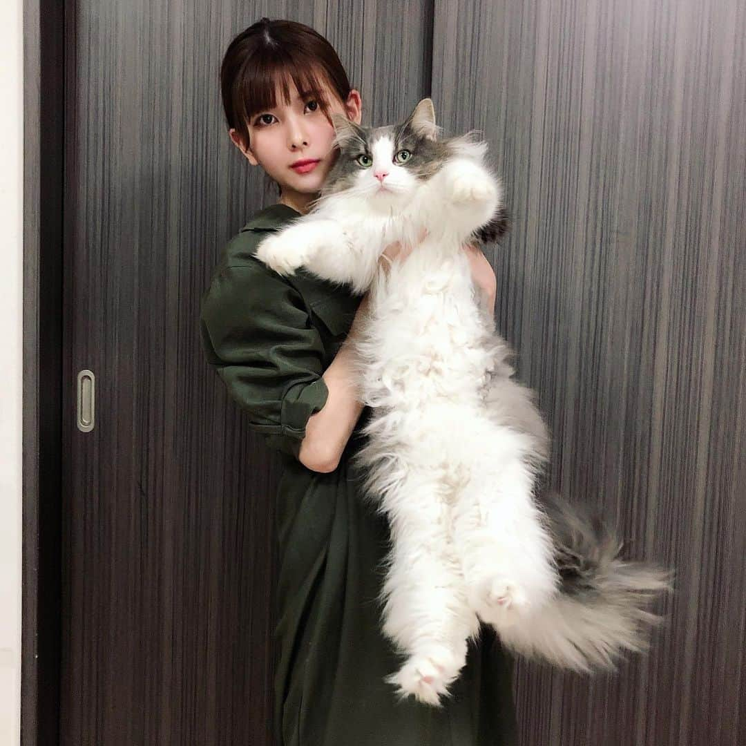 Sagiri Kitayamaさんのインスタグラム写真 - (Sagiri KitayamaInstagram)「伸びると長～いキャスバル兄さん😼👍8.2kgですが、スマートです😆  #くそ可愛い祭 #キャスバル #ノルウェージャンフォレストキャット #ノルウェージャン #norwegianforestcat #norwegian  #ラグドール #ragdoll #neko #ねこ #ねこ部 #ネコ #猫 #猫部 #cat #catinstagram #catlover #catsofinstagram #instacat #kitty #ふわもこ部 #むにゃげーず #耳毛部」7月9日 20時33分 - rererurerurela