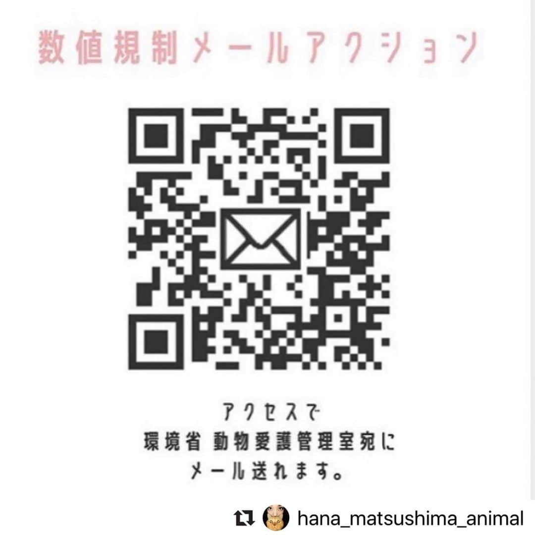 二階堂ふみさんのインスタグラム写真 - (二階堂ふみInstagram)「#動物のための数値規制を   松島花さん @hana_matsushima_animal  からリポストさせて頂きます。 明日10日は検討会です。 今も苦しむ小さな命を救う為に。 良い未来へ進みますように。  #Repost @hana_matsushima_animal with @make_repost ・・・ : #数値規制　 「悪質な繁殖業者やペットショップへの行政指導を行うため、施設の設備、飼育ゲージのサイズ、従業員1人あたりの上限飼育数など具体的な数値を定めるもの」 . この数値規制の具体的な数値の素案が 明日決まります。 私たちが声をあげられるのも…今日までです。 . 素案と言っても、1度決まってしまうと、 決まった数値で手続きが進んでしまいます。 . 〝動物愛護法〟は5年に1度改正されますが… 〝数値規制〟は省令なので、 次はいつ改正されるかわかりません。 . 10年間そのままになってしまうことも あるかもしれません。 . 動物のことを考えで営業されている 良心的なブリーダーさんのためにも… 人間にとって都合のいい数値ではなく、 今こそ #動物のための数値規制 になるように 声をあげてください🙏🐕🐈 . . #花アニマル #数値規制 #数値規制のためのメールアクション #声を届けて . . @shion.cher #Regram #Repost via @PackeDApp #PackeDApp   もう本当に時間ありません！ まだメールしてない人はもちろん、 拡散が何よりも力です。今の日本の裏の事情を教えてあげましょう。 動物にももちろん命があります。扱い方が酷すぎます。たったのメールで変わります。今回変わらなければまた10年この法が続くんです。 変えましょう。  何かあればDM下さい！ 質問でもメールの仕方でも！ 返事遅いかもしれませんが。。 でも一人一人#数値規制 についても深く調べてみて下さい！！皆さんわかりやすく説明してます！宜しくお願いします！十日までです😭😭」7月9日 21時06分 - fumi_nikaido