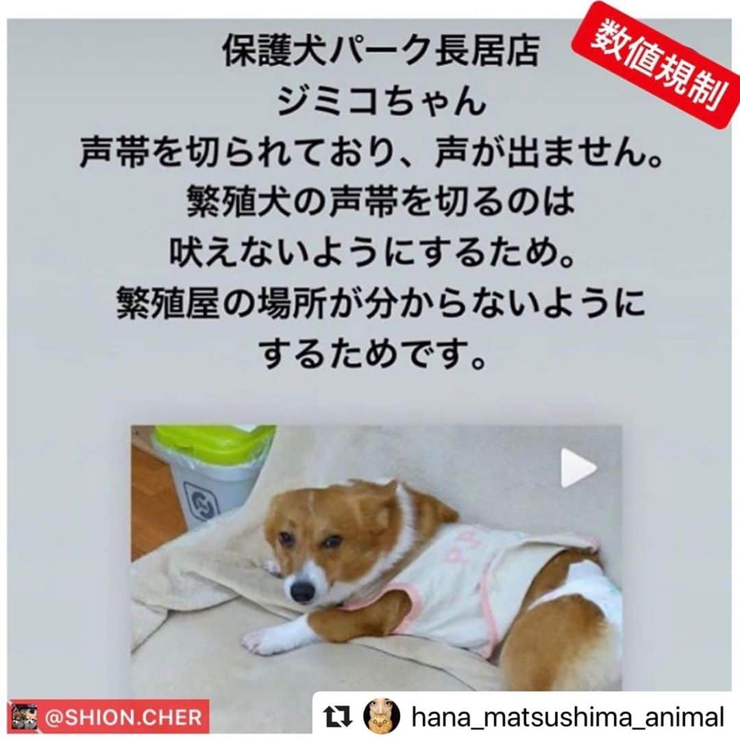 二階堂ふみさんのインスタグラム写真 - (二階堂ふみInstagram)「#動物のための数値規制を   松島花さん @hana_matsushima_animal  からリポストさせて頂きます。 明日10日は検討会です。 今も苦しむ小さな命を救う為に。 良い未来へ進みますように。  #Repost @hana_matsushima_animal with @make_repost ・・・ : #数値規制　 「悪質な繁殖業者やペットショップへの行政指導を行うため、施設の設備、飼育ゲージのサイズ、従業員1人あたりの上限飼育数など具体的な数値を定めるもの」 . この数値規制の具体的な数値の素案が 明日決まります。 私たちが声をあげられるのも…今日までです。 . 素案と言っても、1度決まってしまうと、 決まった数値で手続きが進んでしまいます。 . 〝動物愛護法〟は5年に1度改正されますが… 〝数値規制〟は省令なので、 次はいつ改正されるかわかりません。 . 10年間そのままになってしまうことも あるかもしれません。 . 動物のことを考えで営業されている 良心的なブリーダーさんのためにも… 人間にとって都合のいい数値ではなく、 今こそ #動物のための数値規制 になるように 声をあげてください🙏🐕🐈 . . #花アニマル #数値規制 #数値規制のためのメールアクション #声を届けて . . @shion.cher #Regram #Repost via @PackeDApp #PackeDApp   もう本当に時間ありません！ まだメールしてない人はもちろん、 拡散が何よりも力です。今の日本の裏の事情を教えてあげましょう。 動物にももちろん命があります。扱い方が酷すぎます。たったのメールで変わります。今回変わらなければまた10年この法が続くんです。 変えましょう。  何かあればDM下さい！ 質問でもメールの仕方でも！ 返事遅いかもしれませんが。。 でも一人一人#数値規制 についても深く調べてみて下さい！！皆さんわかりやすく説明してます！宜しくお願いします！十日までです😭😭」7月9日 21時06分 - fumi_nikaido