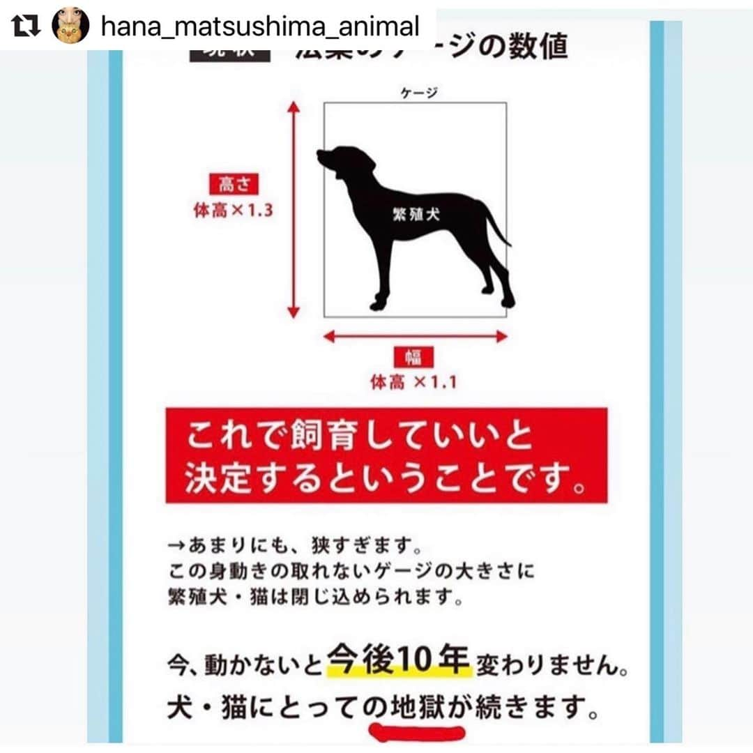 二階堂ふみさんのインスタグラム写真 - (二階堂ふみInstagram)「#動物のための数値規制を   松島花さん @hana_matsushima_animal  からリポストさせて頂きます。 明日10日は検討会です。 今も苦しむ小さな命を救う為に。 良い未来へ進みますように。  #Repost @hana_matsushima_animal with @make_repost ・・・ : #数値規制　 「悪質な繁殖業者やペットショップへの行政指導を行うため、施設の設備、飼育ゲージのサイズ、従業員1人あたりの上限飼育数など具体的な数値を定めるもの」 . この数値規制の具体的な数値の素案が 明日決まります。 私たちが声をあげられるのも…今日までです。 . 素案と言っても、1度決まってしまうと、 決まった数値で手続きが進んでしまいます。 . 〝動物愛護法〟は5年に1度改正されますが… 〝数値規制〟は省令なので、 次はいつ改正されるかわかりません。 . 10年間そのままになってしまうことも あるかもしれません。 . 動物のことを考えで営業されている 良心的なブリーダーさんのためにも… 人間にとって都合のいい数値ではなく、 今こそ #動物のための数値規制 になるように 声をあげてください🙏🐕🐈 . . #花アニマル #数値規制 #数値規制のためのメールアクション #声を届けて . . @shion.cher #Regram #Repost via @PackeDApp #PackeDApp   もう本当に時間ありません！ まだメールしてない人はもちろん、 拡散が何よりも力です。今の日本の裏の事情を教えてあげましょう。 動物にももちろん命があります。扱い方が酷すぎます。たったのメールで変わります。今回変わらなければまた10年この法が続くんです。 変えましょう。  何かあればDM下さい！ 質問でもメールの仕方でも！ 返事遅いかもしれませんが。。 でも一人一人#数値規制 についても深く調べてみて下さい！！皆さんわかりやすく説明してます！宜しくお願いします！十日までです😭😭」7月9日 21時06分 - fumi_nikaido