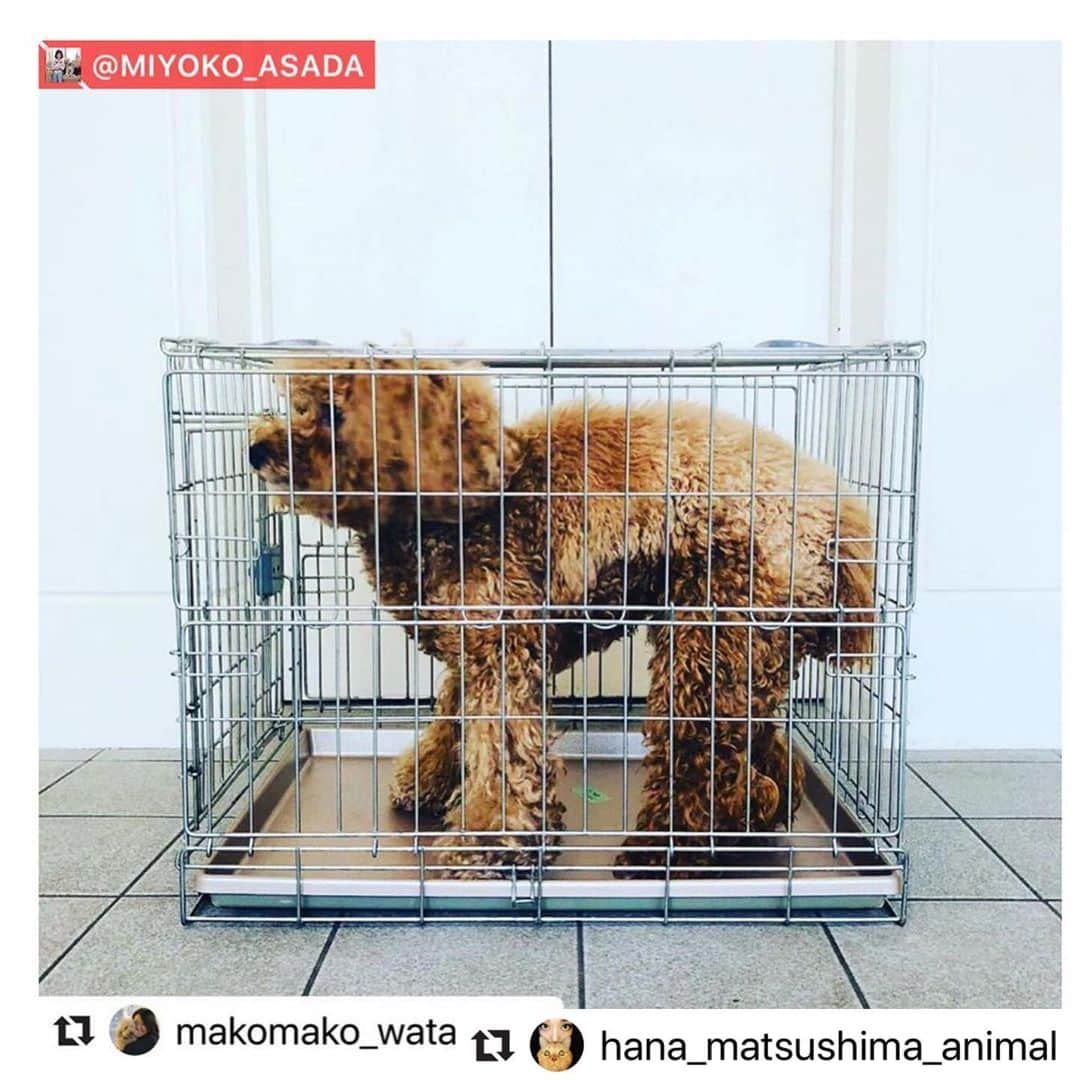 二階堂ふみさんのインスタグラム写真 - (二階堂ふみInstagram)「#動物のための数値規制を   松島花さん @hana_matsushima_animal  からリポストさせて頂きます。 明日10日は検討会です。 今も苦しむ小さな命を救う為に。 良い未来へ進みますように。  #Repost @hana_matsushima_animal with @make_repost ・・・ : #数値規制　 「悪質な繁殖業者やペットショップへの行政指導を行うため、施設の設備、飼育ゲージのサイズ、従業員1人あたりの上限飼育数など具体的な数値を定めるもの」 . この数値規制の具体的な数値の素案が 明日決まります。 私たちが声をあげられるのも…今日までです。 . 素案と言っても、1度決まってしまうと、 決まった数値で手続きが進んでしまいます。 . 〝動物愛護法〟は5年に1度改正されますが… 〝数値規制〟は省令なので、 次はいつ改正されるかわかりません。 . 10年間そのままになってしまうことも あるかもしれません。 . 動物のことを考えで営業されている 良心的なブリーダーさんのためにも… 人間にとって都合のいい数値ではなく、 今こそ #動物のための数値規制 になるように 声をあげてください🙏🐕🐈 . . #花アニマル #数値規制 #数値規制のためのメールアクション #声を届けて . . @shion.cher #Regram #Repost via @PackeDApp #PackeDApp   もう本当に時間ありません！ まだメールしてない人はもちろん、 拡散が何よりも力です。今の日本の裏の事情を教えてあげましょう。 動物にももちろん命があります。扱い方が酷すぎます。たったのメールで変わります。今回変わらなければまた10年この法が続くんです。 変えましょう。  何かあればDM下さい！ 質問でもメールの仕方でも！ 返事遅いかもしれませんが。。 でも一人一人#数値規制 についても深く調べてみて下さい！！皆さんわかりやすく説明してます！宜しくお願いします！十日までです😭😭」7月9日 21時06分 - fumi_nikaido