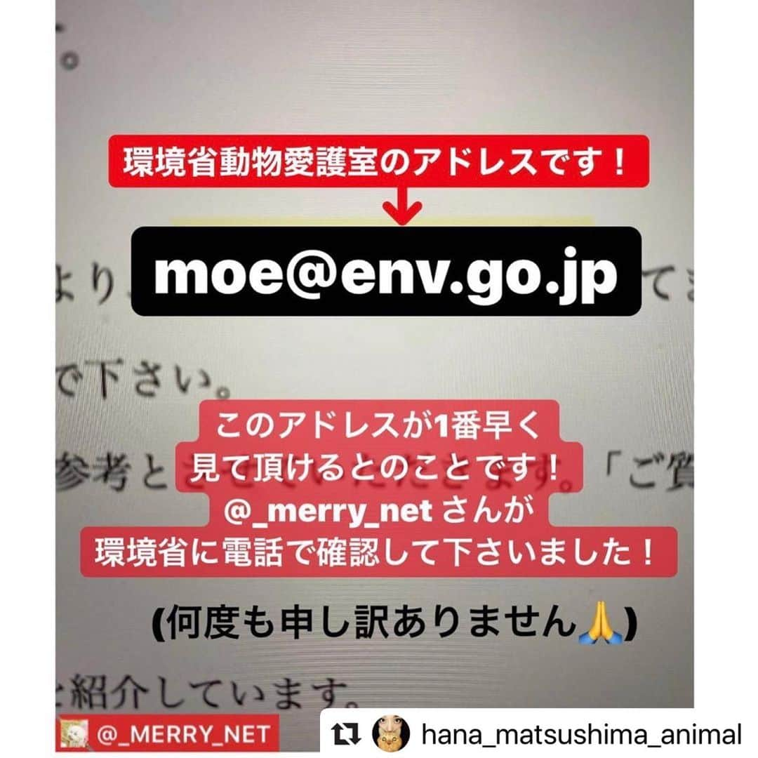 二階堂ふみさんのインスタグラム写真 - (二階堂ふみInstagram)「#動物のための数値規制を   松島花さん @hana_matsushima_animal  からリポストさせて頂きます。 明日10日は検討会です。 今も苦しむ小さな命を救う為に。 良い未来へ進みますように。  #Repost @hana_matsushima_animal with @make_repost ・・・ : #数値規制　 「悪質な繁殖業者やペットショップへの行政指導を行うため、施設の設備、飼育ゲージのサイズ、従業員1人あたりの上限飼育数など具体的な数値を定めるもの」 . この数値規制の具体的な数値の素案が 明日決まります。 私たちが声をあげられるのも…今日までです。 . 素案と言っても、1度決まってしまうと、 決まった数値で手続きが進んでしまいます。 . 〝動物愛護法〟は5年に1度改正されますが… 〝数値規制〟は省令なので、 次はいつ改正されるかわかりません。 . 10年間そのままになってしまうことも あるかもしれません。 . 動物のことを考えで営業されている 良心的なブリーダーさんのためにも… 人間にとって都合のいい数値ではなく、 今こそ #動物のための数値規制 になるように 声をあげてください🙏🐕🐈 . . #花アニマル #数値規制 #数値規制のためのメールアクション #声を届けて . . @shion.cher #Regram #Repost via @PackeDApp #PackeDApp   もう本当に時間ありません！ まだメールしてない人はもちろん、 拡散が何よりも力です。今の日本の裏の事情を教えてあげましょう。 動物にももちろん命があります。扱い方が酷すぎます。たったのメールで変わります。今回変わらなければまた10年この法が続くんです。 変えましょう。  何かあればDM下さい！ 質問でもメールの仕方でも！ 返事遅いかもしれませんが。。 でも一人一人#数値規制 についても深く調べてみて下さい！！皆さんわかりやすく説明してます！宜しくお願いします！十日までです😭😭」7月9日 21時06分 - fumi_nikaido