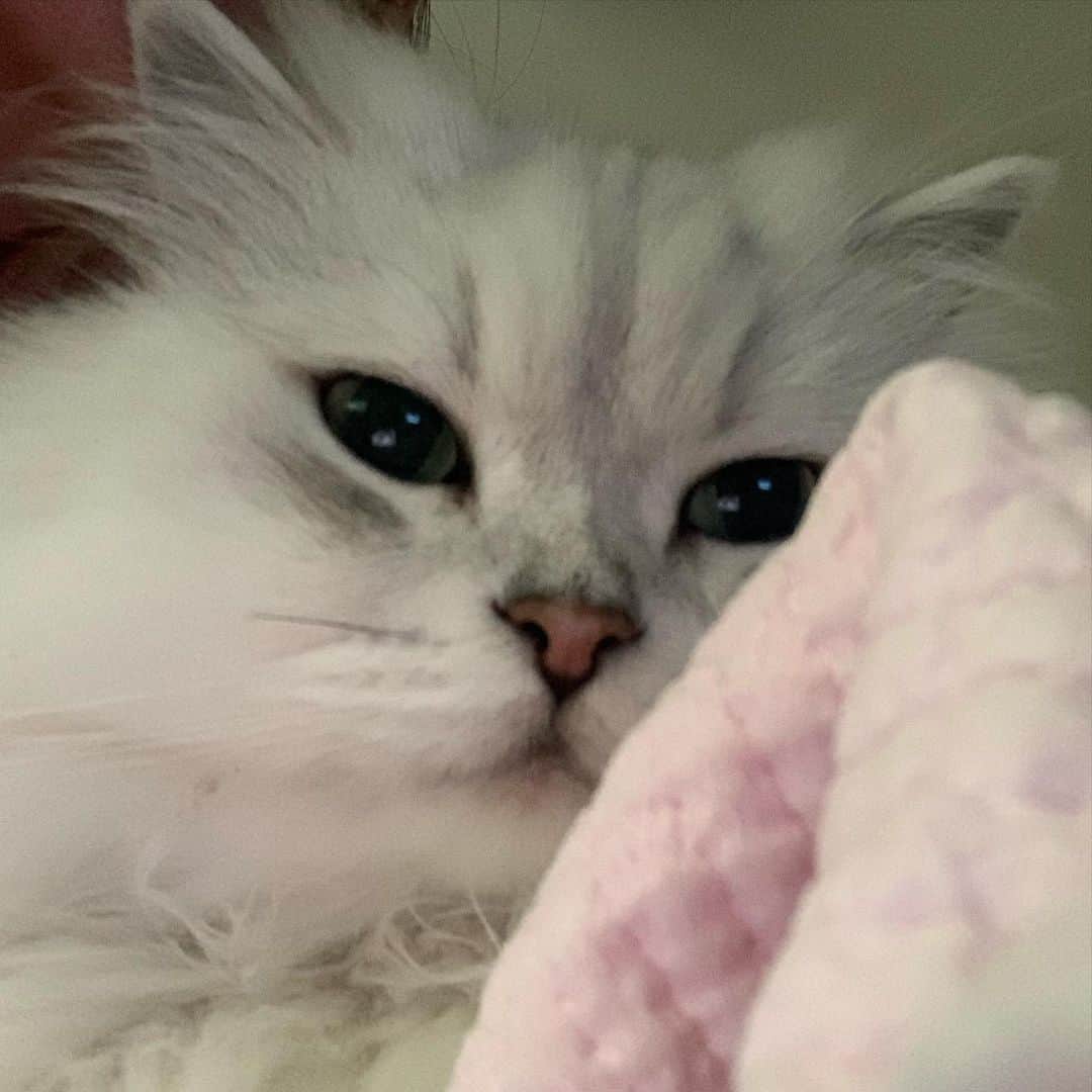 후추네큰언니のインスタグラム：「셀카 찍었는데 후추가 너무 예뻐 😭 니가 내 고양이라니 ❤️ . . . . . . #후추  #고양이  #냥스타그램 #캣스타그램  #Hoochu #Hoochuthecat #cat #cats #catstagram #catsofinstagram #topcatphoto #bestmeow #ilovecat #cute #fluffy #petstagram #instacats」