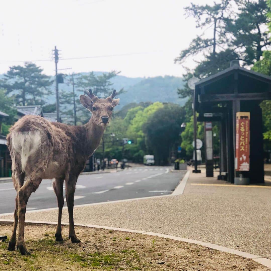 中川政七商店さんのインスタグラム写真 - (中川政七商店Instagram)「「奈良の鹿、元気です。」﻿ ﻿ 先ほどテレビで、奈良の鹿が野生の状態に近づき栄養状態がよくなっている、というニュースを見かけました。﻿ ﻿ 北海道大学と奈良・鹿愛護会の調査によると、﻿ 人からエサを与えられる機会が減り、主食の草を周辺の山などで探し休息する時間が増えたことが影響しているようです。﻿ ﻿ 鹿せんべいがもらえなくて困っているのでは、と心配されていた方にとっても、嬉しいニュースですね。﻿ ﻿ もちろん鹿達にとって鹿せんべいは魅力的な存在ですが、なにごとも、程々の量があるのだろうなぁと感じました。﻿ ﻿ 町を歩いていると、たびたび鹿さんに出くわします。﻿ のんびり過ごすこと、焦らないこと、前向きに暮らすこと、そんなことを教えてくれるような気がします。﻿ ﻿ @nakagawamasa7 ﻿ ﻿ #中川政七商店 #奈良 #奈良が好き #奈良好きな人と繋がりたい #奈良で暮らす #奈良暮らし #奈良の鹿 #奈良公園 #奈良公園の鹿 #鹿 #鹿🦌」7月9日 21時28分 - nakagawamasa7