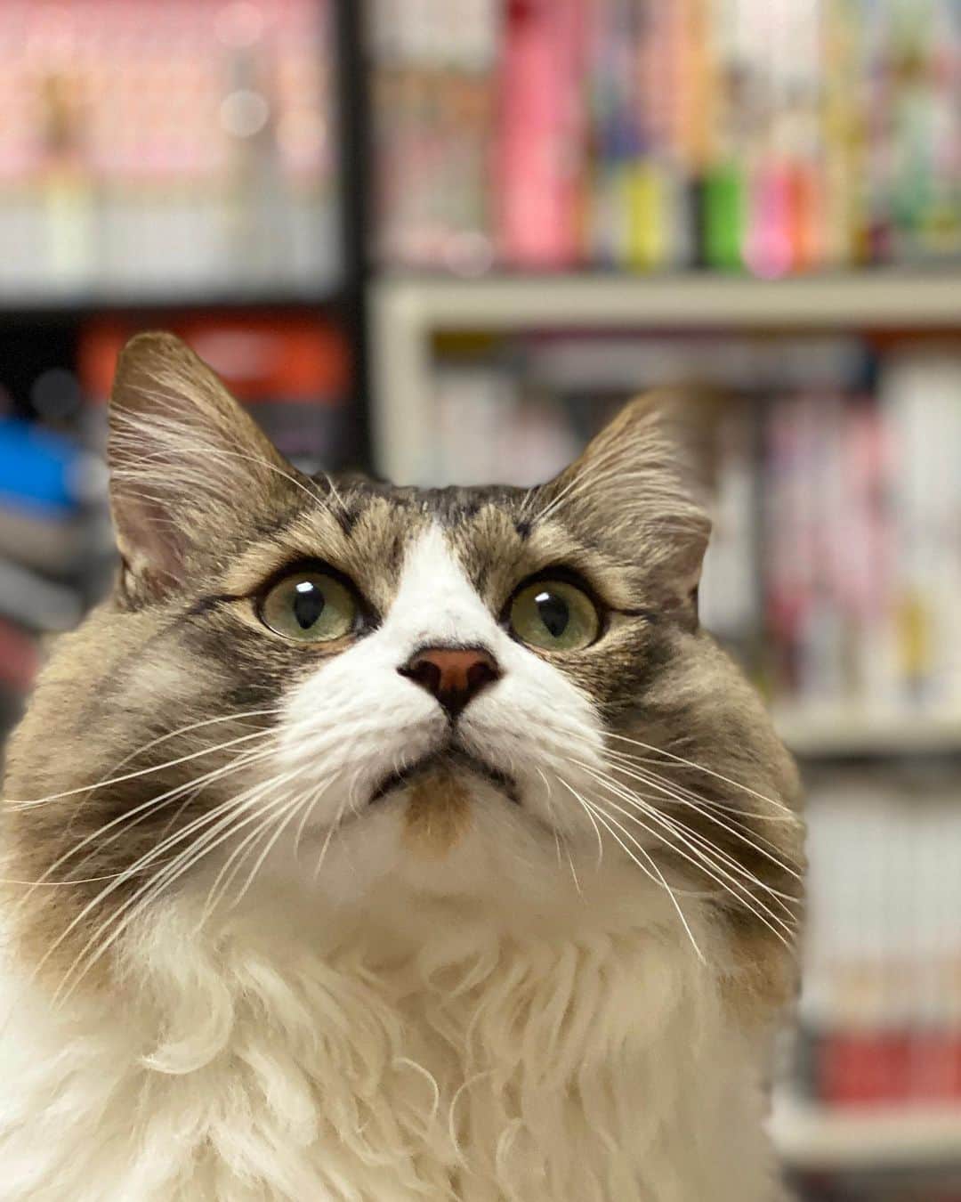 飯窪春菜のインスタグラム：「🐱🐱🐱 ・ ・ 我が家のテト☺️ 映画「風の谷のナウシカ」から名付けたのですが、先日映画館に観に行って更にテトに想いを馳せました☺️💓 映画館で観られて感動したあ〜😭💓💓 ・ そろそろテトの毛を刈る時期です🙄💭 ・ ・ ・ #テト  #風の谷のナウシカ  #ねこすたぐらむ  #猫のいる暮らし  #cat  #catstagram  #はるなの毎日  #飯窪ってる」
