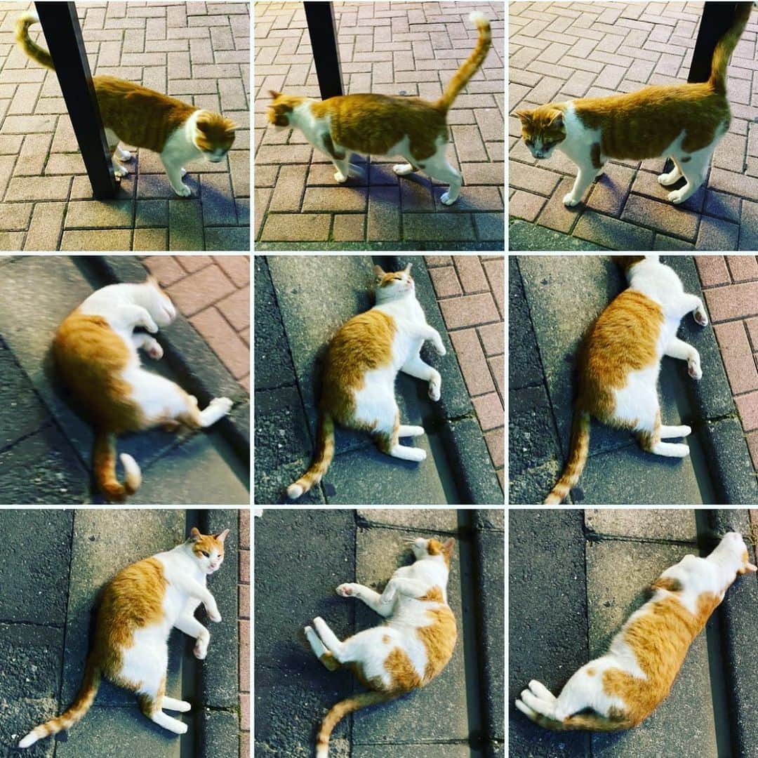 のインスタグラム：「夜道を歩いていると、猫が思わせぶりに近づいて来た。  私の足元あたりで、身をくねらせのたくる図。  #cat #ねこ #ネコ #猫」