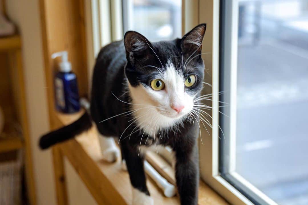 マアルのインスタグラム：「チョコチップさん #🐈 #北海道 #旭川市 #ペットホテル」