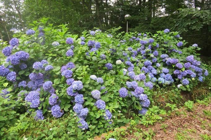 Soka Universityのインスタグラム