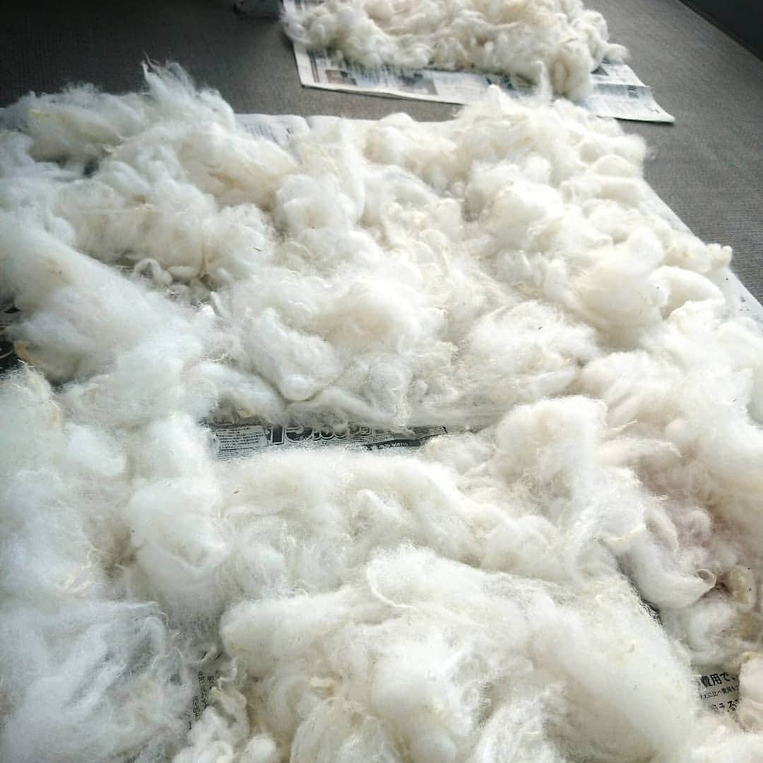 長久保智子さんのインスタグラム写真 - (長久保智子Instagram)「I washed Shetland sheep ！ （expect for lace ） Fluffy ～💙  ＊ Shetland sheep の原毛を一気に洗毛～🐏 laceに使う部分は洗わず紡ぐのでそれ以外じゃぶじゃぶ⛲ ベランダ中ふわっふわ😆 さぁて！紡ぐぞ～💙  #shetlandwool #shetlandsheep #shetlandwoolweek #shetlandlace #shetlandlaceknitting #shetlandlaceshawls #shetlandyarn #shetlandknit #shetlandlaceknittersofinstagram  #handspunyarn #woolspinning #シェットランドウール #シェットランドシープ #シェットランドレース」7月9日 14時02分 - satoko.tricot_the