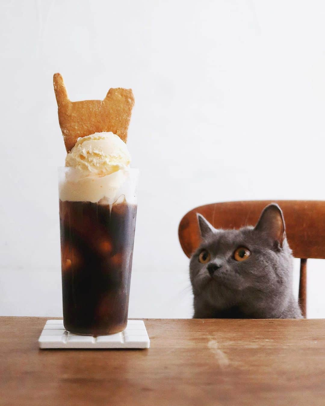 樋口正樹さんのインスタグラム写真 - (樋口正樹Instagram)「Coffee float . １５時のおやつに、 コーヒーフロート、 ボナサブレのせて。 . . . #コーヒーフロート #コーヒーと猫 #おやつとボナさん #ボナサブレ #樋口ボナ #ブリショー #coffeefloat #coffeebreak #coffeegram #coffeelove #bonahiguchi」7月9日 14時59分 - higuccini