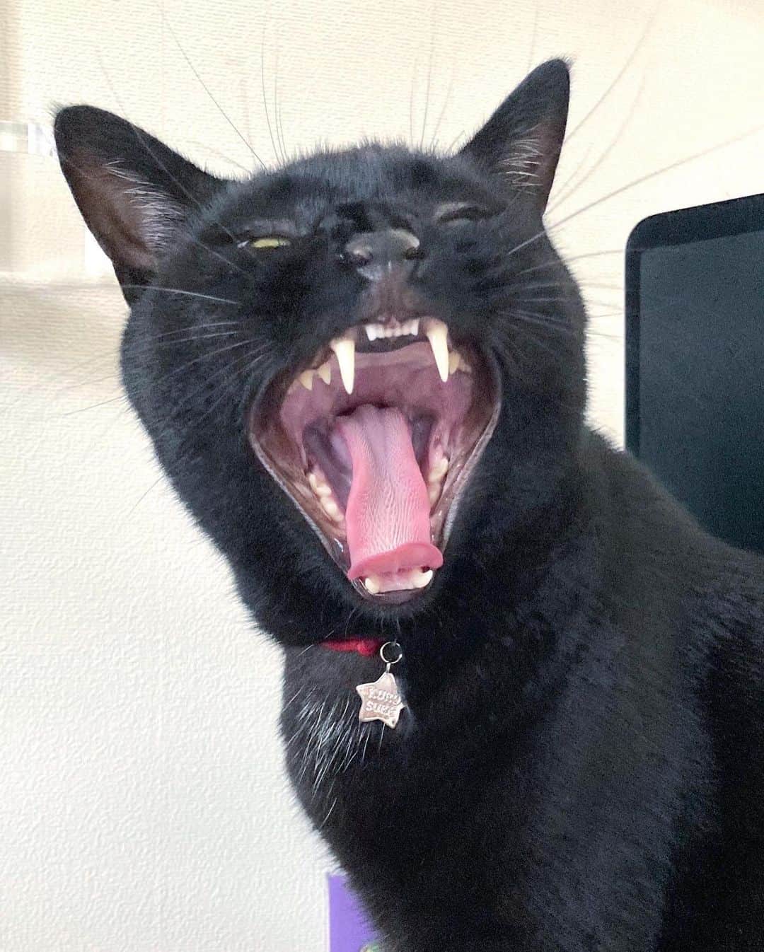 しおやてるこさんのインスタグラム写真 - (しおやてるこInstagram)「ネコチャンのあくび。小さい前歯が最高にかわいいし、かわいさしかないし、かわいい #黒猫」7月9日 15時22分 - shiochin1129