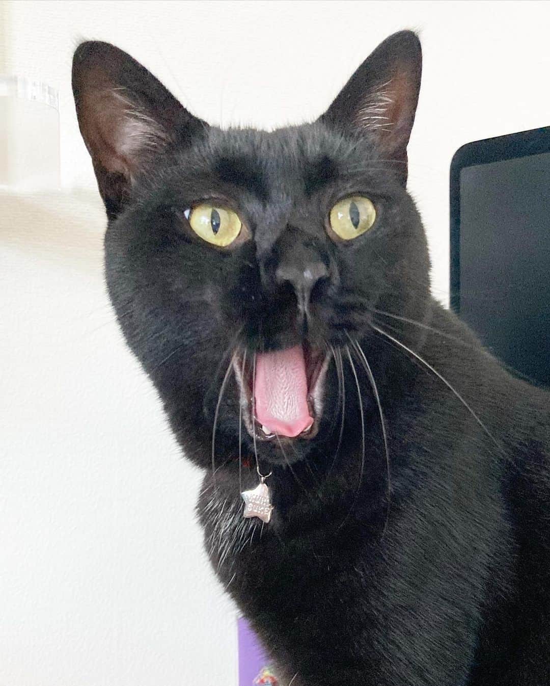 しおやてるこさんのインスタグラム写真 - (しおやてるこInstagram)「ネコチャンのあくび。小さい前歯が最高にかわいいし、かわいさしかないし、かわいい #黒猫」7月9日 15時22分 - shiochin1129