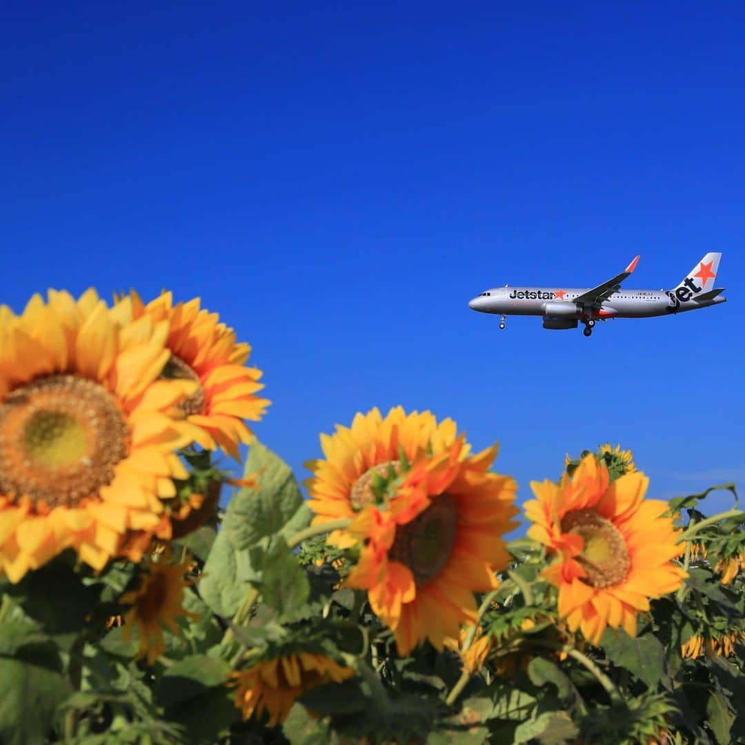 ジェットスター航空のインスタグラム