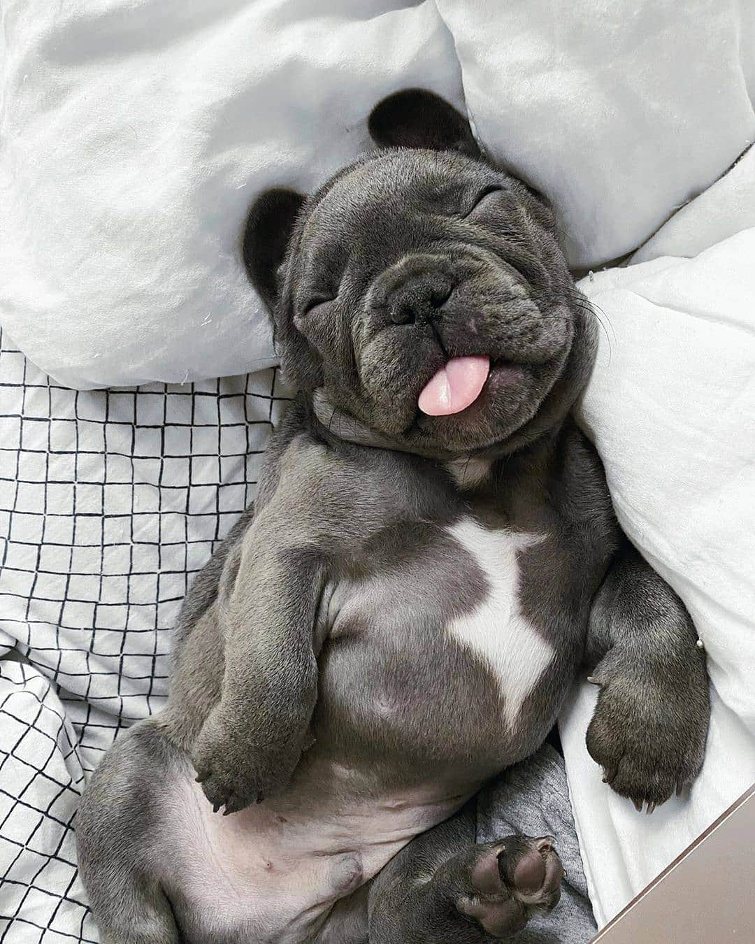 French Bulldogさんのインスタグラム写真 - (French BulldogInstagram)「Favorite sleeping position: tongue out 👅 @itsthefrenchielouie . . . . . #frenchie #frenchbulldog #frenchiesofinstagram #frenchielove #instafrenchie #frenchies #thefrenchiepost #frenchieoftheday #bulldog #frenchbulldogsofinstagram #frenchiegram #buhi #puppiesofinstagram #puppylove #frenchbulldogs #squishyfacecrew #dogsofinstagram #frenchiepuppy #bulldogfrances #frenchielife #ilovemyfrenchie #frenchiephotos #frenchbully #frenchieworld #frenchiesociety #loveabully #dailyfrenchie」7月9日 16時11分 - frenchie.world