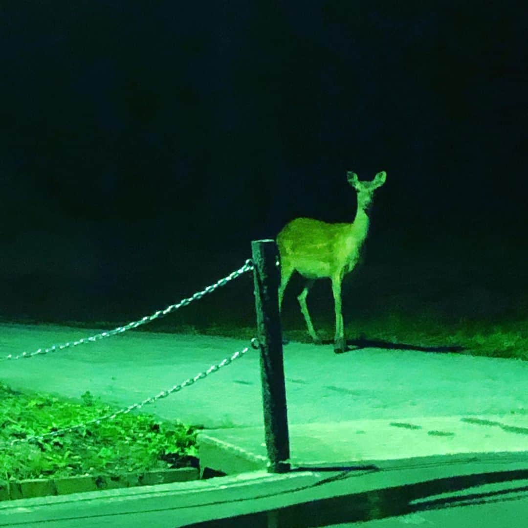 リゾートホテル蓼科のインスタグラム：「夜、道路を横切る鹿の群れに遭遇しました🦌 昨夜は雨も止み、曇り空でしたが、本日は雨が降り続いています。  茅野市では大雨警報、雷注意報が発令されています。 最寄りインターの諏訪IC・諏訪南ICからホテルまで区間で交通規制はございませんが、気をつけてお越しください。」