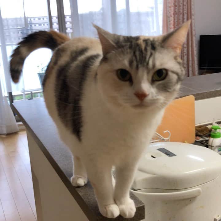ホタテ＆クラム＆シラスのインスタグラム：「お腹へった星人　#cat #neko #ScottishFold #猫 #ねこ #スコティッシュフォールド #catstagram #instagram #instagramjapan #ig_japan #igersjp」