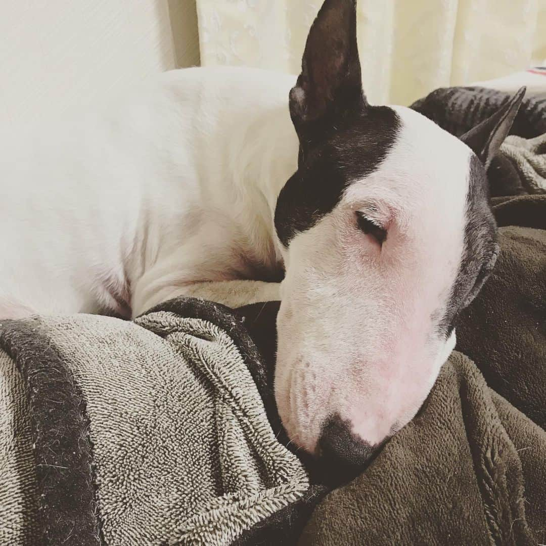 Q太郎さんのインスタグラム写真 - (Q太郎Instagram)「#minituru#bull#terrier#minibullterrier#miniturubullterrier#dog#dogstagram#cute#qtaro#love#family#ミニチュア#ブルテリア#ミニチュアブルテリア#Q太郎」7月9日 16時43分 - qtaro.jun