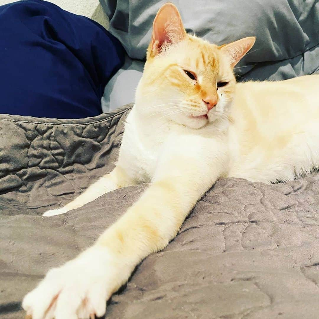 CatStockerさんのインスタグラム写真 - (CatStockerInstagram)「Hello! #catstocker is here!  Follow our FURRriend @lancelot_theflamepointsiamese  Swipe for more pictures 👉  . . . . . . #cat #neko #mačka #chat #котка #kotek #kot #кіт #mače #кошка #кот #katze #gato #gatto #kissa #子猫 #猫 #고양이 #貓 #kedi #köttur #kissanpentu #חתול #кішка #子猫 #kittens #小猫 #kätzchen #котята」7月9日 17時06分 - catstocker