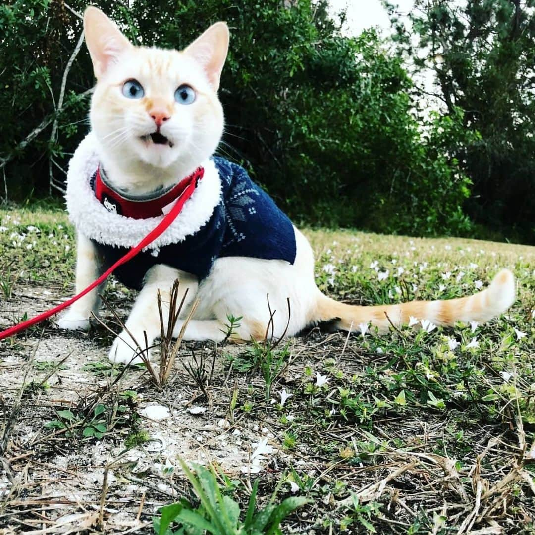 CatStockerさんのインスタグラム写真 - (CatStockerInstagram)「Hello! #catstocker is here!  Follow our FURRriend @lancelot_theflamepointsiamese  Swipe for more pictures 👉  . . . . . . #cat #neko #mačka #chat #котка #kotek #kot #кіт #mače #кошка #кот #katze #gato #gatto #kissa #子猫 #猫 #고양이 #貓 #kedi #köttur #kissanpentu #חתול #кішка #子猫 #kittens #小猫 #kätzchen #котята」7月9日 17時06分 - catstocker