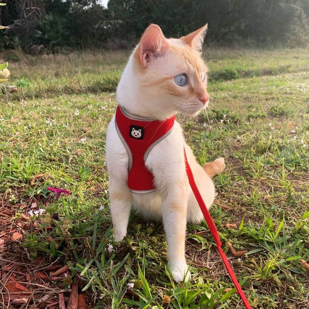 CatStockerさんのインスタグラム写真 - (CatStockerInstagram)「Hello! #catstocker is here!  Follow our FURRriend @lancelot_theflamepointsiamese  Swipe for more pictures 👉  . . . . . . #cat #neko #mačka #chat #котка #kotek #kot #кіт #mače #кошка #кот #katze #gato #gatto #kissa #子猫 #猫 #고양이 #貓 #kedi #köttur #kissanpentu #חתול #кішка #子猫 #kittens #小猫 #kätzchen #котята」7月9日 17時06分 - catstocker