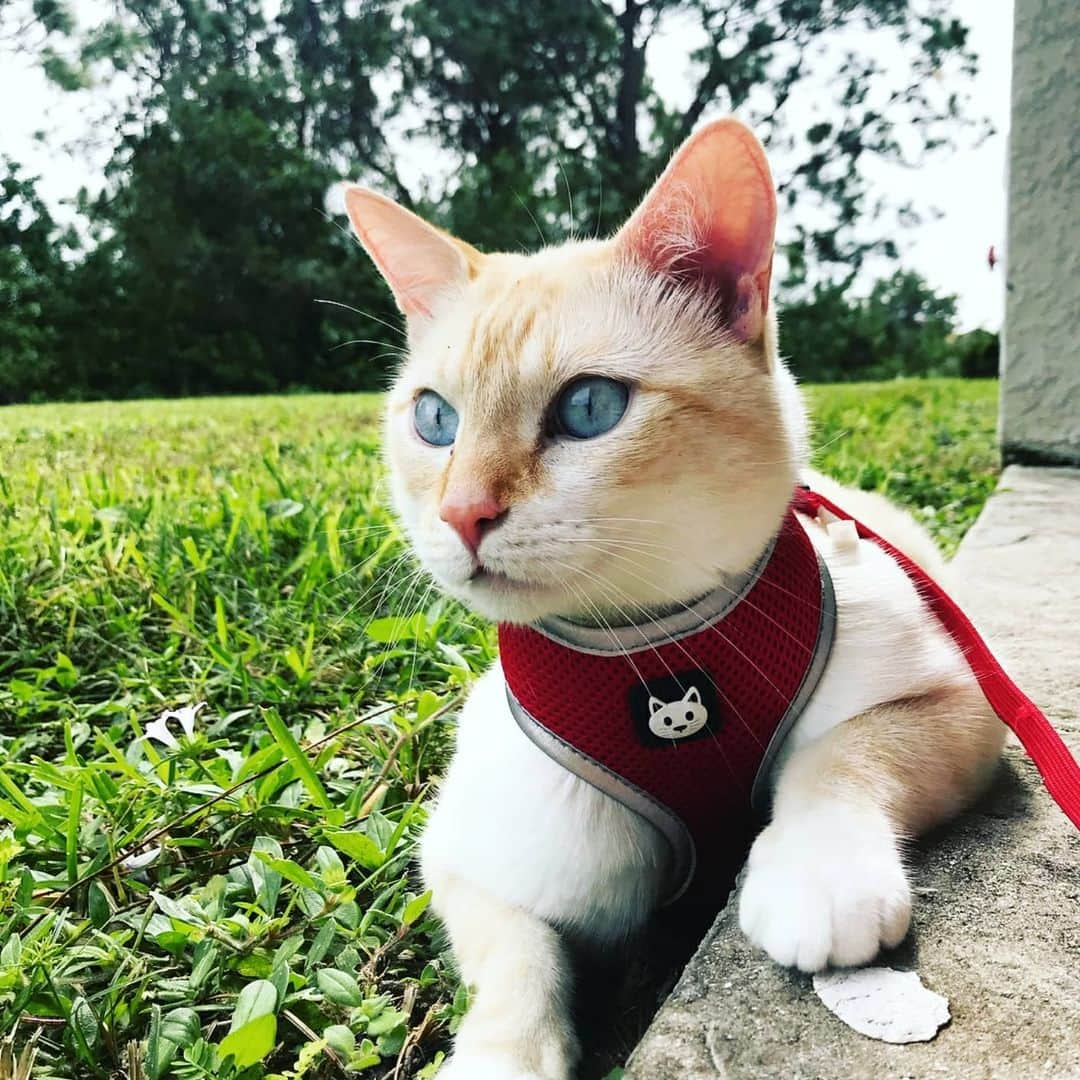 CatStockerさんのインスタグラム写真 - (CatStockerInstagram)「Hello! #catstocker is here!  Follow our FURRriend @lancelot_theflamepointsiamese  Swipe for more pictures 👉  . . . . . . #cat #neko #mačka #chat #котка #kotek #kot #кіт #mače #кошка #кот #katze #gato #gatto #kissa #子猫 #猫 #고양이 #貓 #kedi #köttur #kissanpentu #חתול #кішка #子猫 #kittens #小猫 #kätzchen #котята」7月9日 17時06分 - catstocker