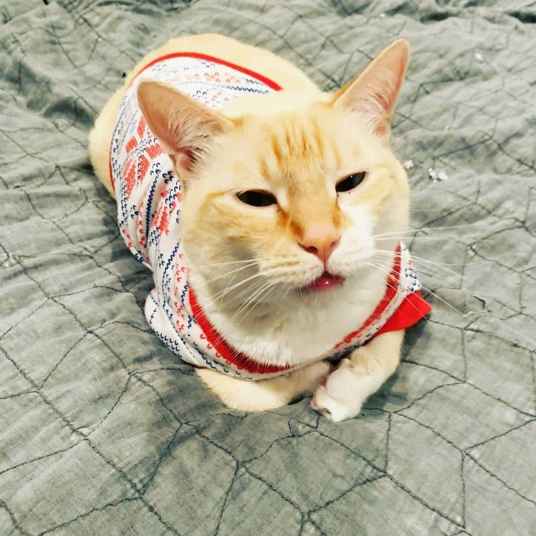 CatStockerさんのインスタグラム写真 - (CatStockerInstagram)「Hello! #catstocker is here!  Follow our FURRriend @lancelot_theflamepointsiamese  Swipe for more pictures 👉  . . . . . . #cat #neko #mačka #chat #котка #kotek #kot #кіт #mače #кошка #кот #katze #gato #gatto #kissa #子猫 #猫 #고양이 #貓 #kedi #köttur #kissanpentu #חתול #кішка #子猫 #kittens #小猫 #kätzchen #котята」7月9日 17時06分 - catstocker