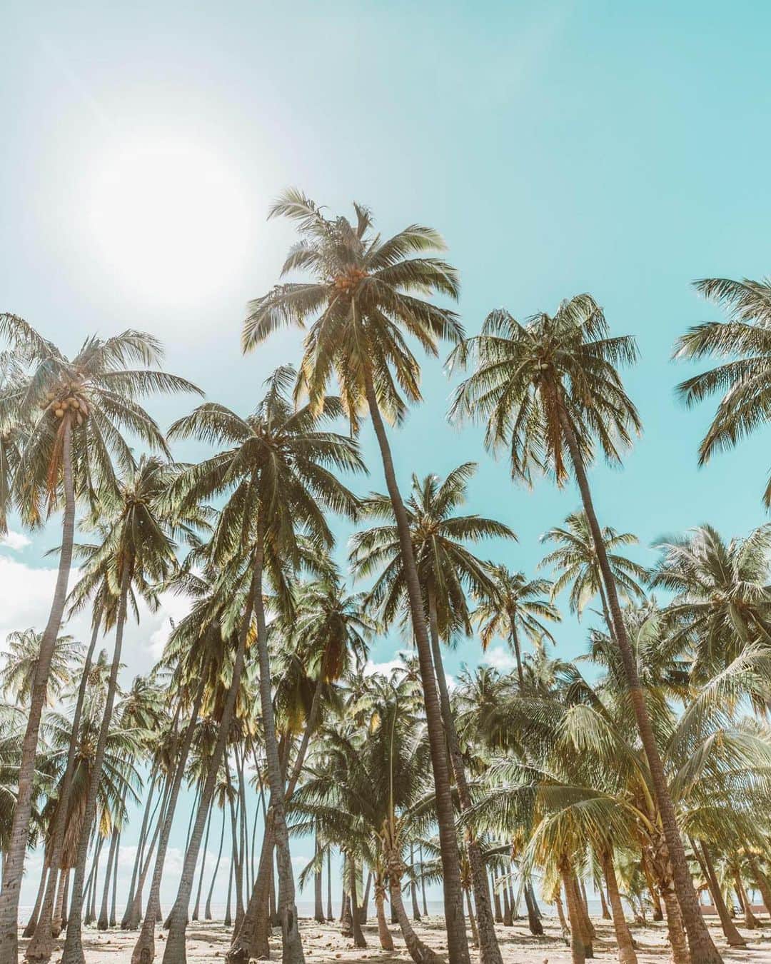 ハワイアン航空さんのインスタグラム写真 - (ハワイアン航空Instagram)「こんな青空と太陽が待ち遠しいですね…🥺  📷 @ElanaLoo  📍 Kapuāiwa Coconut Grove #モロカイ島 ⠀⠀⠀⠀⠀⠀⠀⠀⠀ . . . #ハワイの風景 #ハワイ好きな人と繋がりたい #太陽が好き ☀️」7月9日 17時05分 - hawaiianairlinesjp
