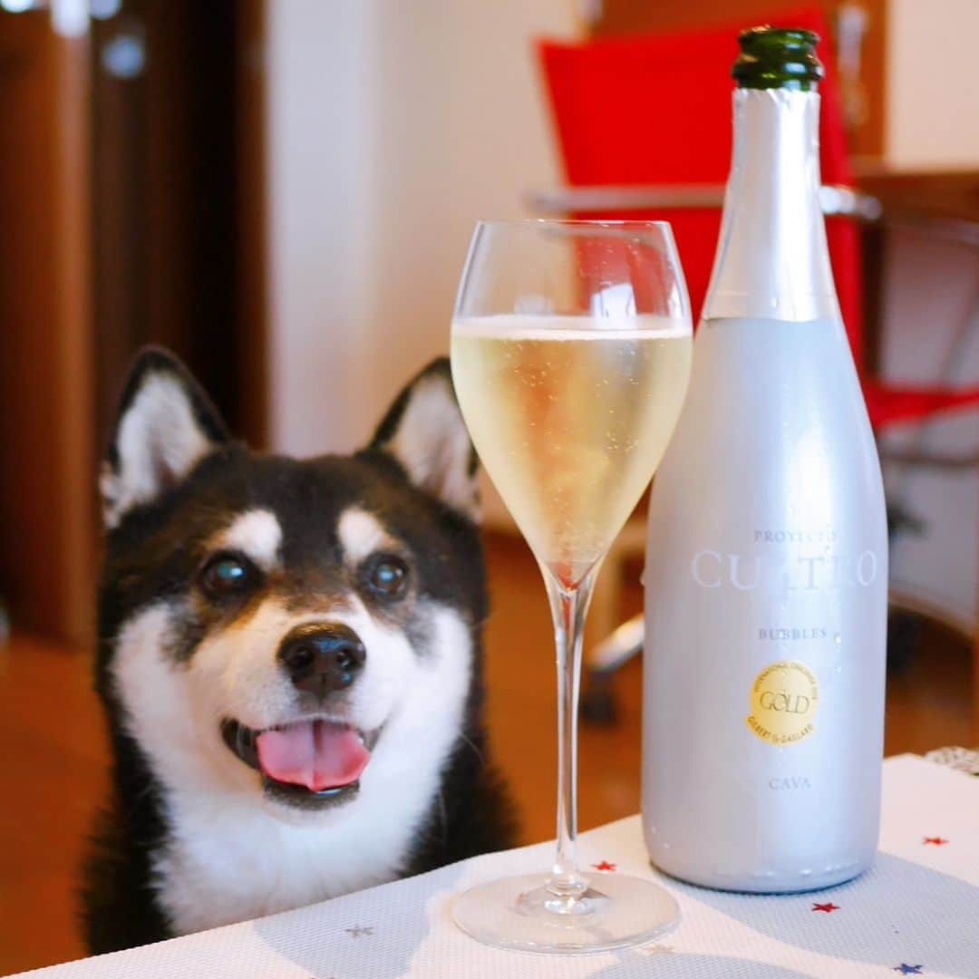 くろさんのインスタグラム写真 - (くろInstagram)「今週もお疲れちゃんでした🍾 明日は年休で船舶免許の更新🚤←前回更新してから乗ってないけどw #ENOTECA #ForAllWineLovers #プロジェクトクアトロカヴァ #proyectocu4tro #proyectocu4trocava #CU4TRO #cavabrut #デイリースパークリング #デイリー泡 #おうち呑み #おうち飲み #kuroshiba #shibainu #blackshiba #shibastagram #柴犬 #黒柴 #日本犬 #カメラ目線犬 #わんこと一緒 #わんこのいる生活 #わんこのいる暮らし #柴犬と一緒 #柴犬のいる生活 #柴犬のいる暮らし #黒柴と一緒 #黒柴のいる生活 #黒柴のいる生活 #モデル犬 #オファーお待ちしております」7月9日 17時16分 - m6bmw