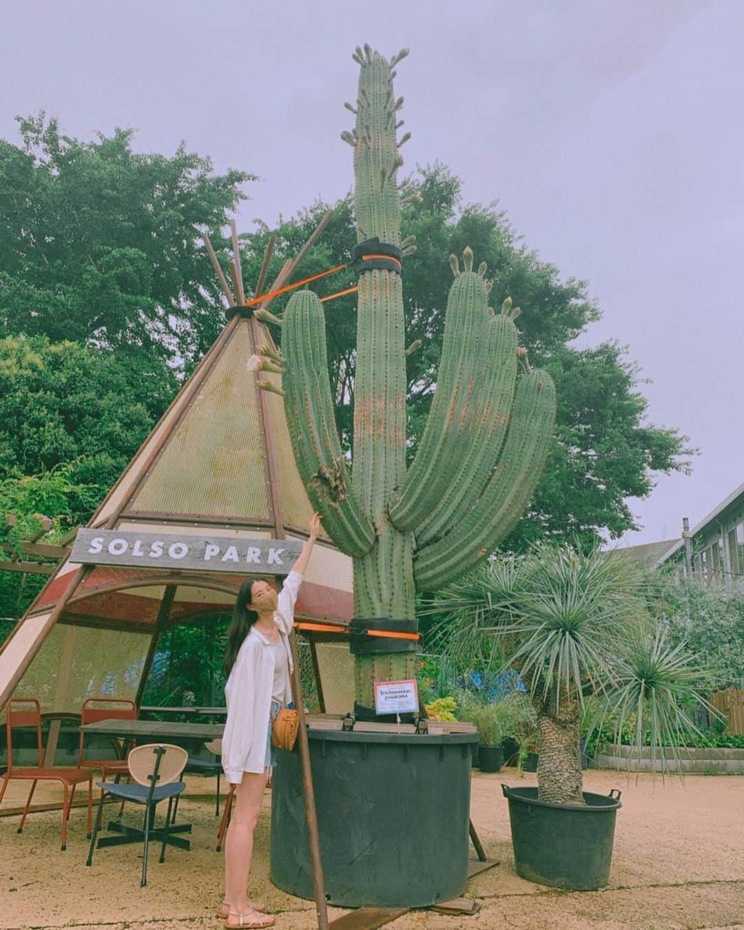 青野楓さんのインスタグラム写真 - (青野楓Instagram)「巨大サボテン🌵🏜😳  #サボテンのある暮らし いいよねえ。」7月9日 17時18分 - kaede626