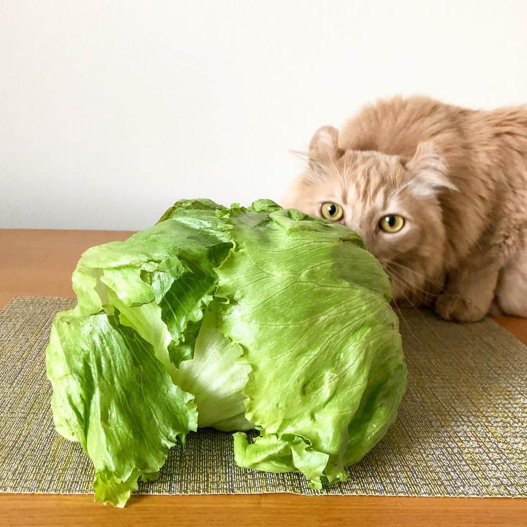 むぎちょこのインスタグラム