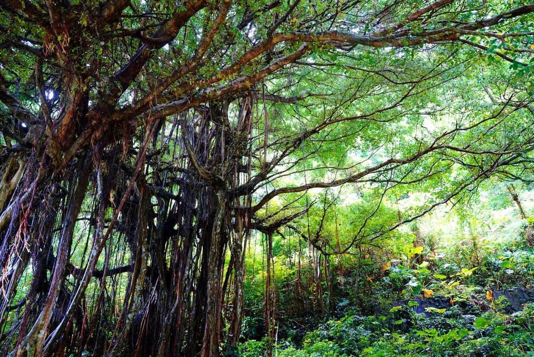 小林希さんのインスタグラム写真 - (小林希Instagram)「豪雨心配です。 こちらは、喜界島のがじゅまる。 自然の生命力に圧倒される。 尊い。でもおそろしい。 がじゅまるさんにも、 手を合わせて祈りたくなります。 ご機嫌になってください🙏  #喜界島#奄美大島#奄美群島#手久津久の巨大ガジュマル #島旅#島に想いを馳せる#国内旅行」7月9日 17時52分 - nozokoneko