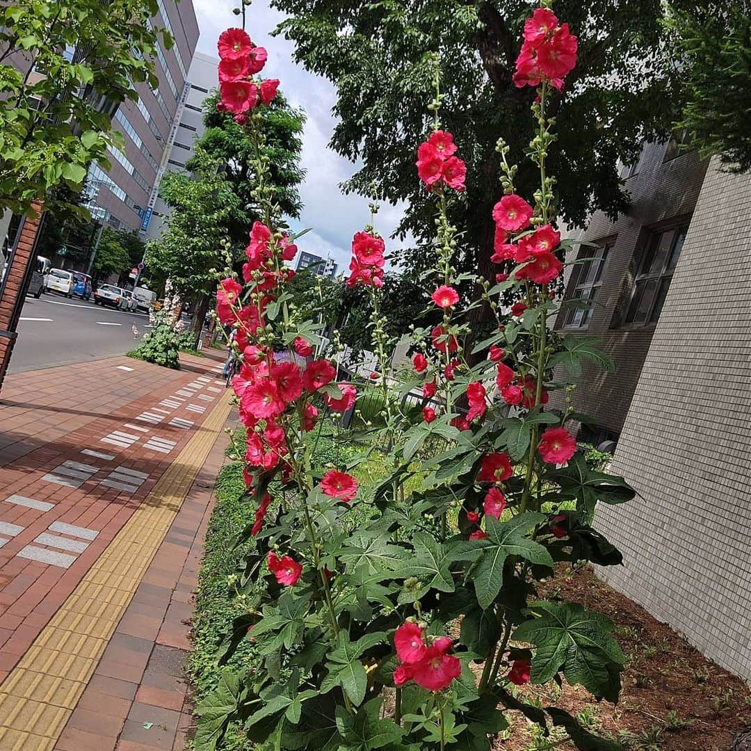 北海道放送「今日ドキッ!」さんのインスタグラム写真 - (北海道放送「今日ドキッ!」Instagram)「天気担当Sです。  北海道議会の旧庁舎横には 緑がわさっと姿を出します  その中に立派なタチアオイ😆  まぶしいほどの花の色に 笑みがこぼれます。 なぜ、ここでこんな立派に…  それにしても ウィキペディアにある 北海道では 「コケコッコ花」とも言う…  それって本当？🤔  #そらリサーチ 写真募集中 #今日ドキッライフ で検索」7月9日 18時34分 - hbc_kyodoki