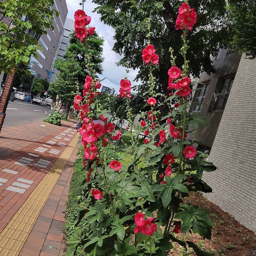 北海道放送「今日ドキッ!」のインスタグラム