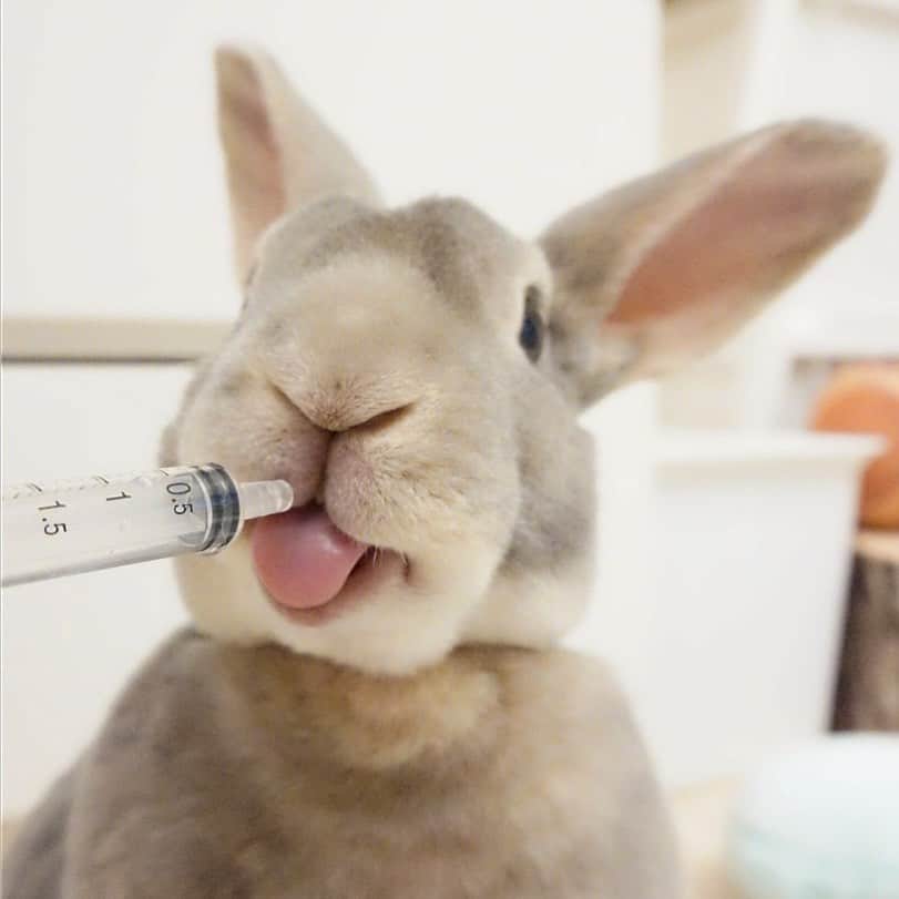 Kayoのインスタグラム：「💉 さくらん突然具合悪くなって2週間ほど‥ 泣けるほど頑張ってくれてます。 お薬は好きで、シリンジ噛みちぎるほど！ そんな姿にオカン助けられてます。」