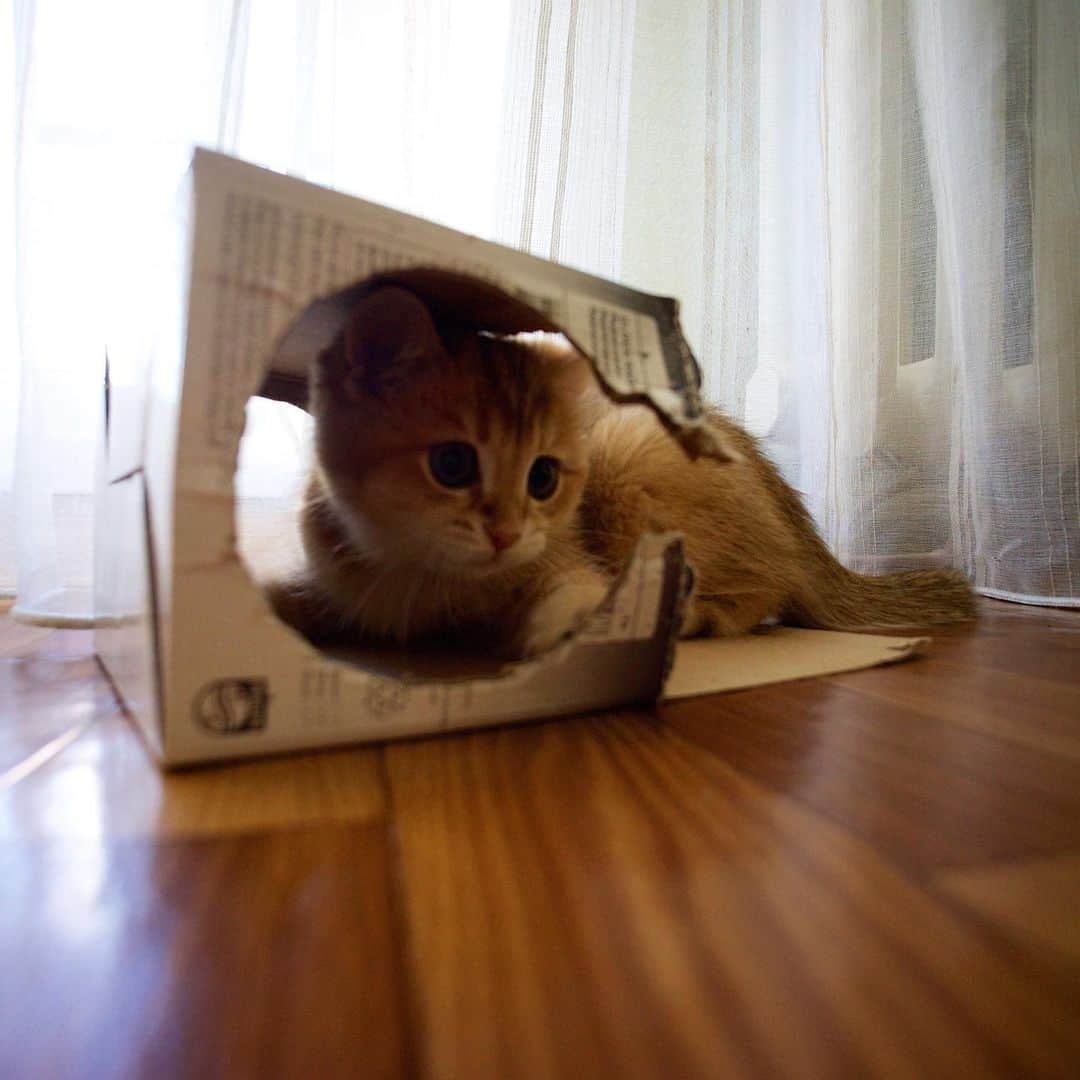 Hosicoさんのインスタグラム写真 - (HosicoInstagram)「I love boxes since childhood. In these photos I am 2.5 months old. 👦 #tbt」7月9日 18時56分 - hosico_cat