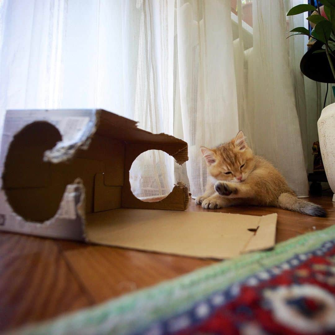 Hosicoさんのインスタグラム写真 - (HosicoInstagram)「I love boxes since childhood. In these photos I am 2.5 months old. 👦 #tbt」7月9日 18時56分 - hosico_cat