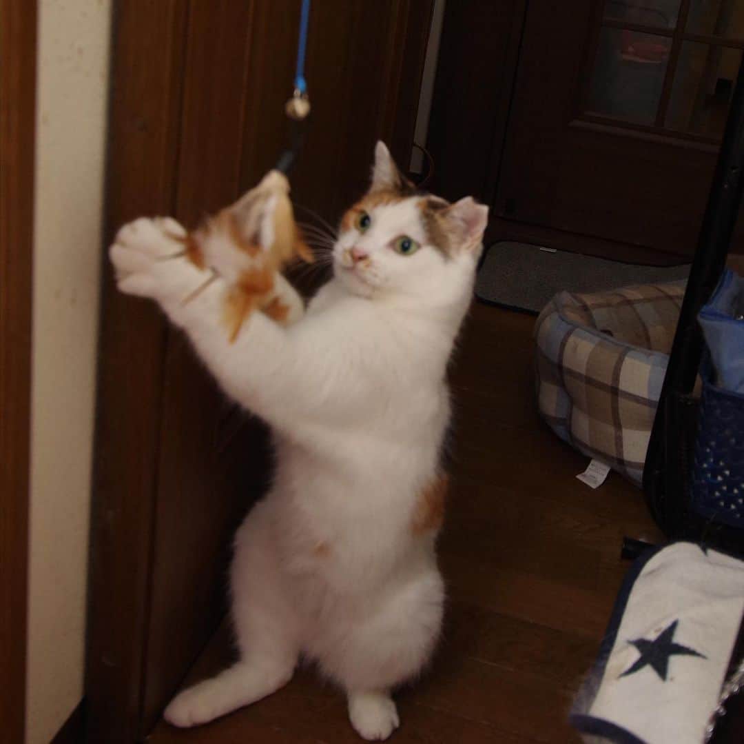 Kachimo Yoshimatsuさんのインスタグラム写真 - (Kachimo YoshimatsuInstagram)「ミケ子も遊ぶよ。 Mikeko will also play.  #うちの猫ら #mikeko #猫 #ねこ #cat #ネコ #catstagram #ネコ部 http://kachimo.exblog.jp」7月9日 19時05分 - kachimo