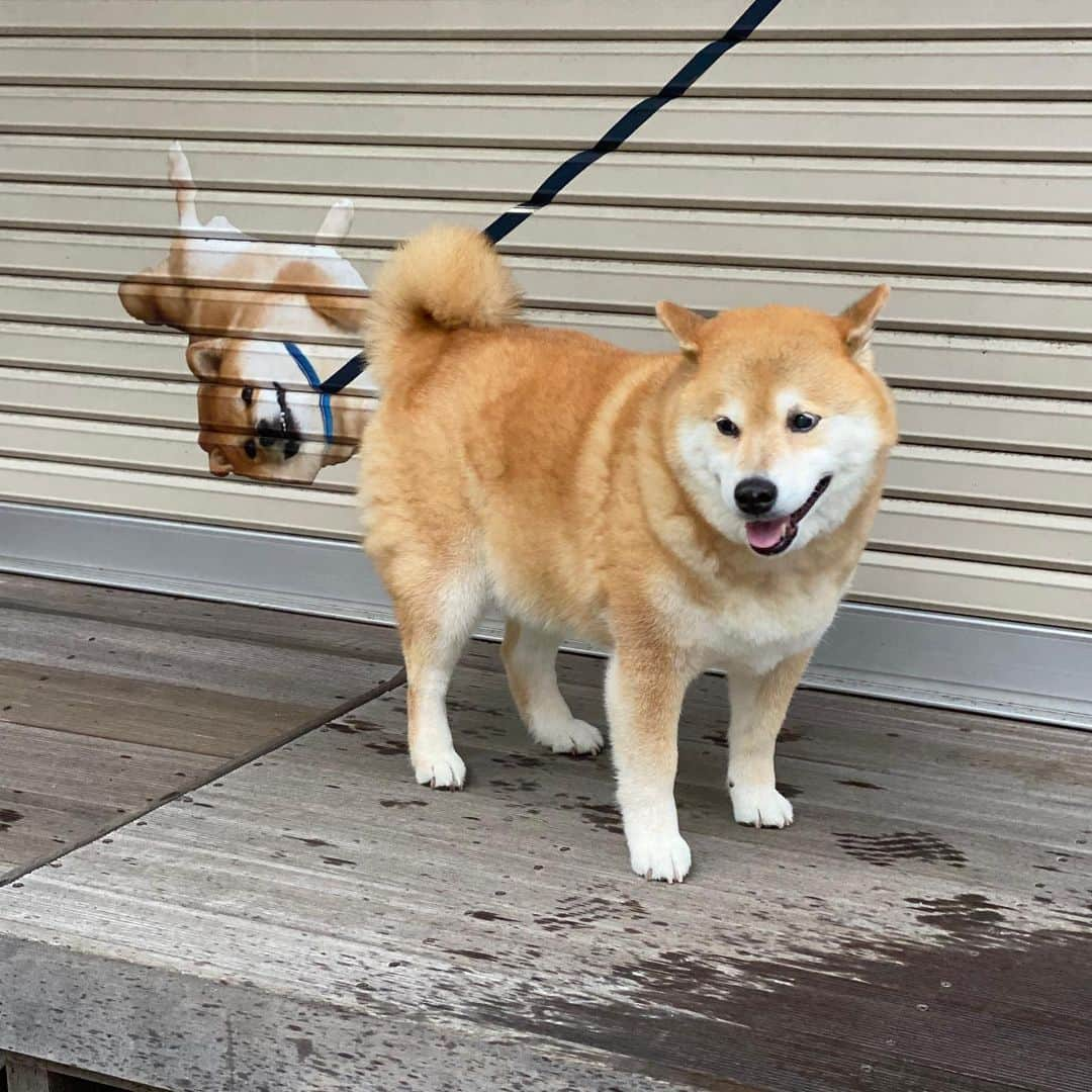 まる（まるたろう）さんのインスタグラム写真 - (まる（まるたろう）Instagram)「Oh, it's rainy now...just as I expected. ✨🐶🐸✨あ〜やっぱ雨降ってきちゃったね〜 #パパが早く支度しないからだよ #パパひとりで行っといで #まるはここで待っててあげるから #ちゃんとパトロールしてきてね」7月9日 19時35分 - marutaro