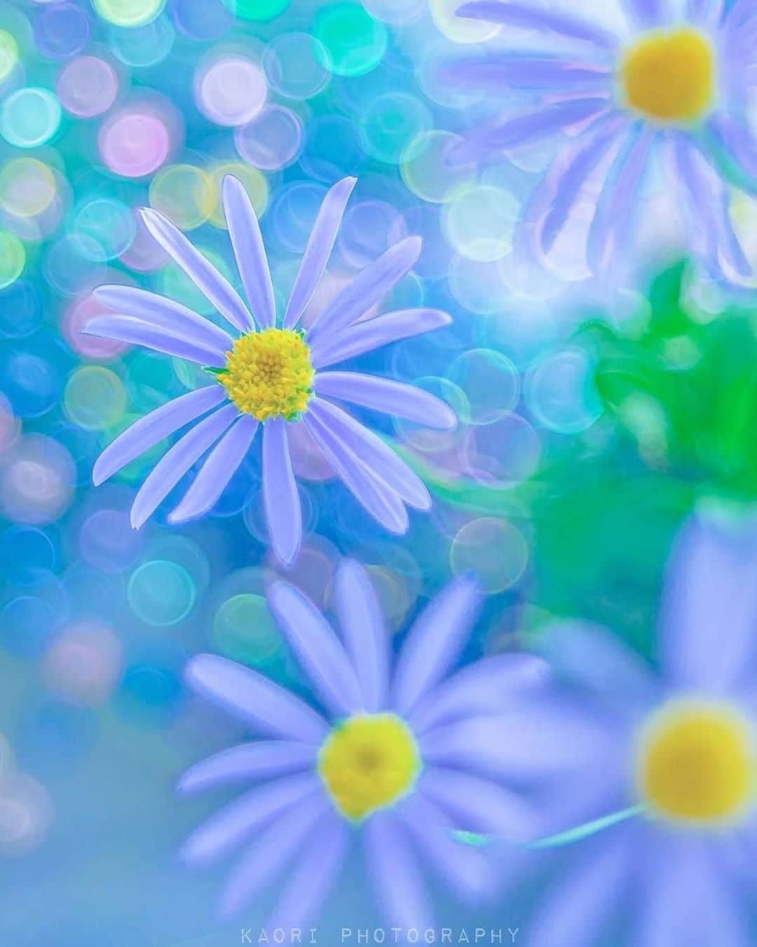 花の写真館のインスタグラム：「Photo by @_ka0ri.⠀ https://instagram.com/_ka0ri/⠀ .⠀ Original Post[投稿いただいたURL]⠀ https://www.instagram.com/p/B_vqjjbD46m/⠀ .⠀ 本アカウントは、 #私の花の写真 をつけてInstagramに投稿された皆さまの花の写真や、「花の写真館」Facebookページで投稿された花の写真を紹介します。⠀ 「花の写真館」Facebookページは、「 @floral.photograph 」のプロフィールにあるURLからご覧ください。⠀ .⠀ ※各自、政府、自治体など公的機関の指示に従った行動をお願いします。⠀⠀ 東京カメラ部および分室では、写真を「見る楽しみ」を提供することを通して、微力ながら皆様にわずかな時間でも癒しをお届けしたいと思っております。⠀ ※本アカウントは東京カメラ部がFacebook、Instagramのサービスを利用して運営しているもので、Facebook社・Instagramとは一切関係ありません。⠀ .⠀ #花の写真館 #floralphotograph #floralphoto #flower #flowers⠀ Follow: @floral.photograph」