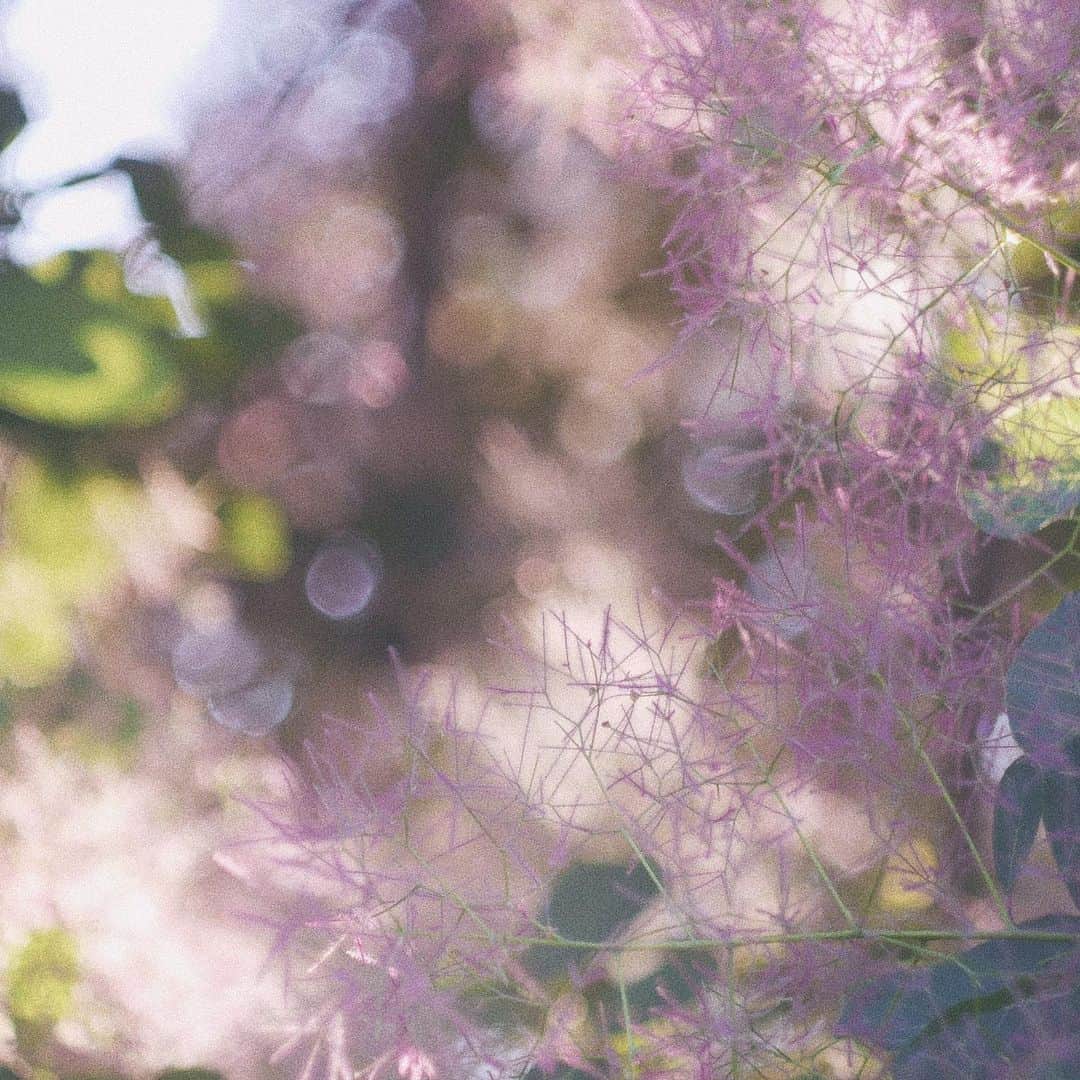 naorinmoonさんのインスタグラム写真 - (naorinmoonInstagram)「. .  #ig_hokkaido #instagramjapan #ig_japan_ #indies_gram #ifyouleave #as_archive #still_life_nature #vscocam #still_life_mood #reco_ig #nature_brilliance #tv_flowers #ig_eternity #moody_nature #dof_brilliance #heart_imprint #bokeh_bliss #infinity_softly #thehub_macro #スモークツリー」7月10日 6時53分 - naorinmoon