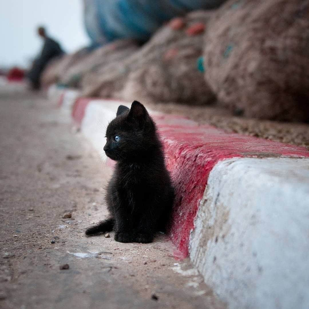 Cute Pets Dogs Catsさんのインスタグラム写真 - (Cute Pets Dogs CatsInstagram)「Black beauty 😺 Submit your cat's photo to our contest email to be featured💕 ⠀⠀⠀⠀⠀⠀⠀⠀⠀ Notification ON 💙 #kittens_of_world and follow us to be featured 😸 📷 from unknown (dm us) . #kitty #cats #kitten #kittens #kedi #katze #แมว #猫 #ねこ #ネコ #貓 #고양이 #Кот #котэ #котик #кошка #cutecats #cutest #meow #kittycat #topcatphoto #kittylove #mycat #instacats #instacat #ilovecat #kitties #gato #kittens #kitten」7月10日 6時55分 - dailycatclub