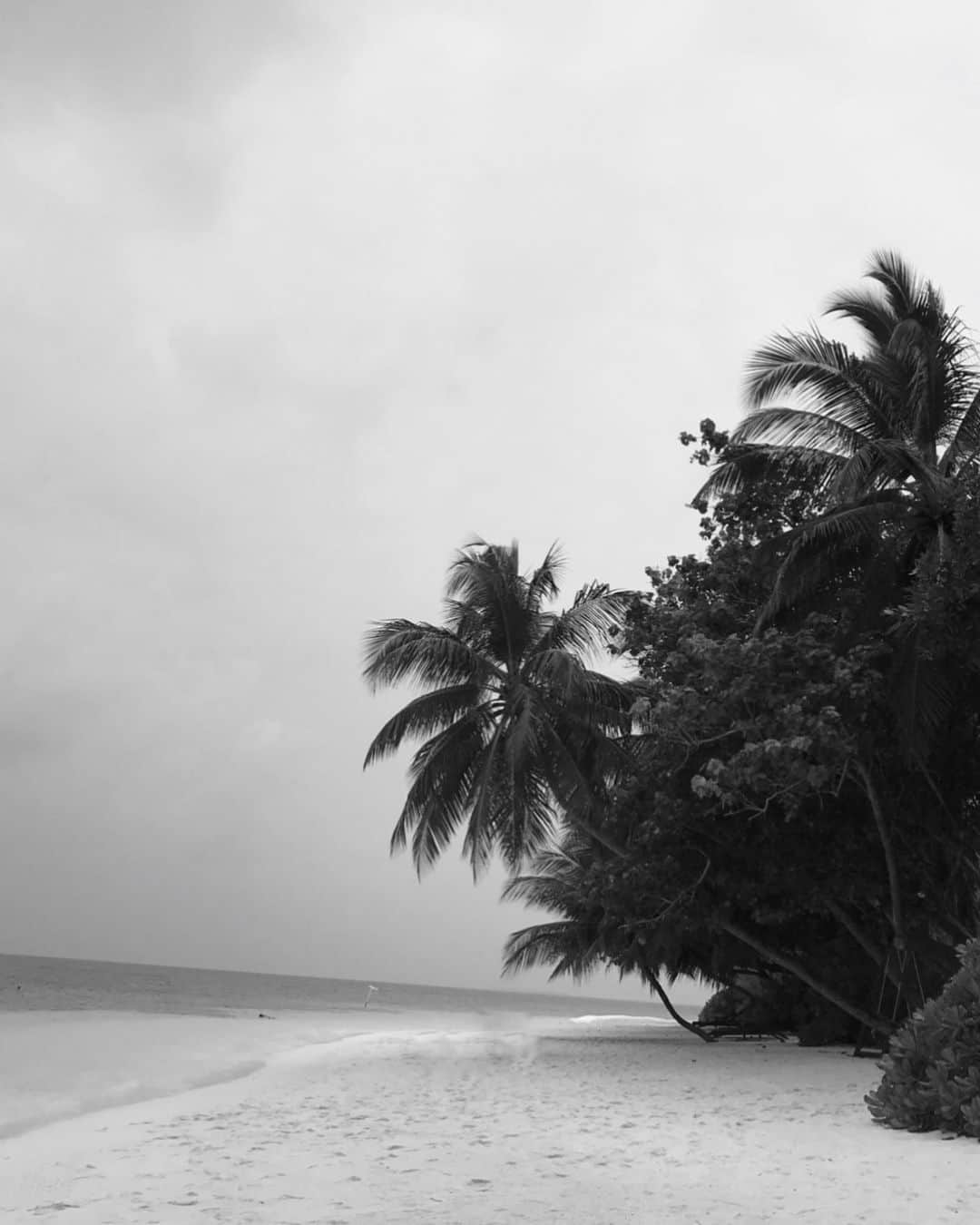 ペニーレ・タイスベックのインスタグラム：「🌴」