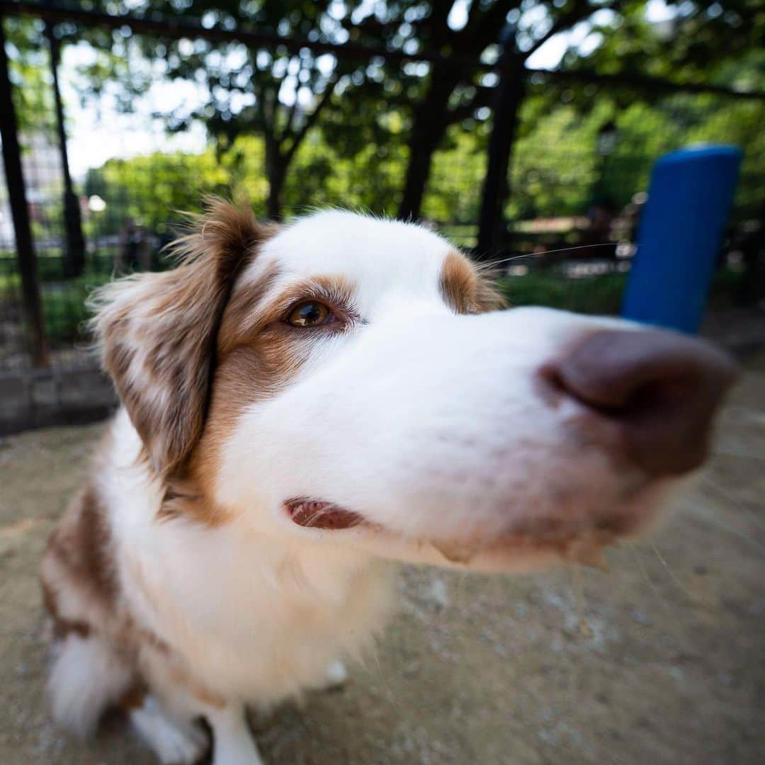 The Dogistさんのインスタグラム写真 - (The DogistInstagram)「Theo, Austrialian Shepherd (5 y/o), Washington Square Park, New York, NY • “He speaks Portuguese (I’m Brazilian). He loves rubber squeakers – he cannot have them. He also has separation anxiety at its core. He can’t see suitcases and he’ll lie in front of the door. Best dog I’ve ever had.” @theo_theaussie」7月10日 5時52分 - thedogist