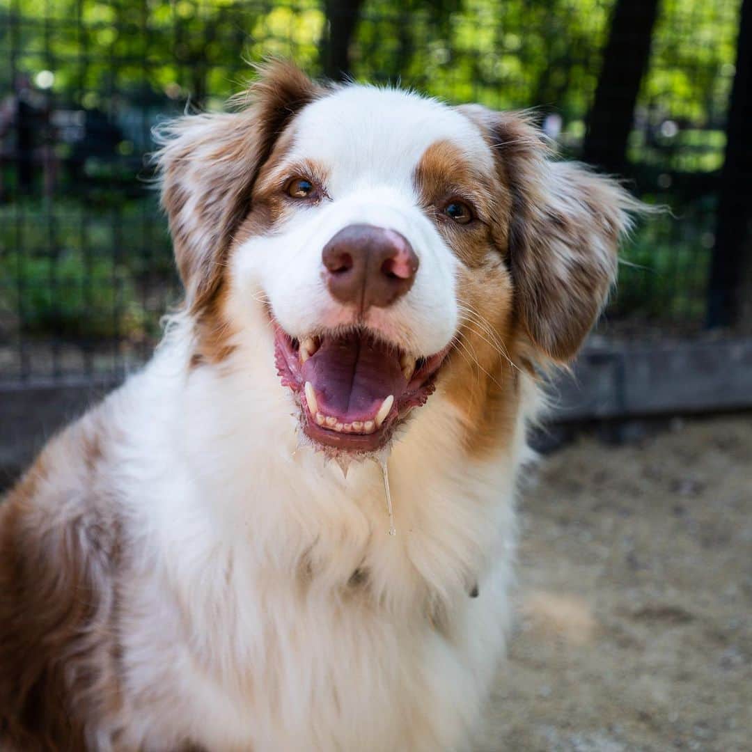 The Dogistさんのインスタグラム写真 - (The DogistInstagram)「Theo, Austrialian Shepherd (5 y/o), Washington Square Park, New York, NY • “He speaks Portuguese (I’m Brazilian). He loves rubber squeakers – he cannot have them. He also has separation anxiety at its core. He can’t see suitcases and he’ll lie in front of the door. Best dog I’ve ever had.” @theo_theaussie」7月10日 5時52分 - thedogist