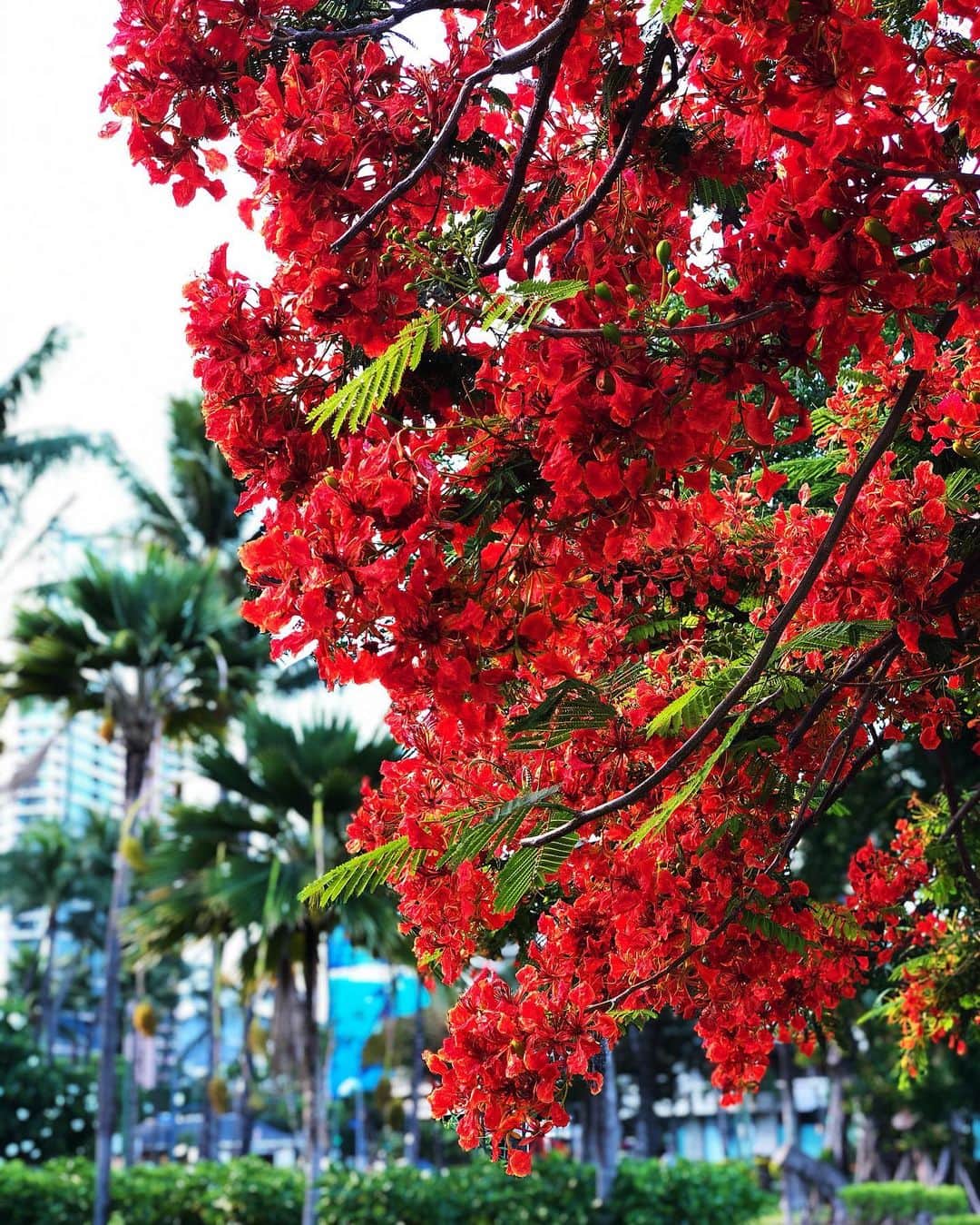 Honolulu Myohoji Missionさんのインスタグラム写真 - (Honolulu Myohoji MissionInstagram)「Just taking a walk around Waikiki bring us such a beautiful red color!  It’s a best moment of the day to feel the power of nature.  Hope we will be able to respect each other and keep our island safe 🙏🙏🙏 Thanks to the essential workers and heroes for the support to keep the island safe! * * * #ハワイ #ハワイ好きな人と繋がりたい  #ハワイだいすき #ハワイ好き #ハワイに恋して #ハワイ大好き #ハワイ生活 #ハワイ行きたい #ハワイ暮らし #オアフ島 #ホノルル妙法寺　#思い出#meditation #瞑想 #honolulumyohoji #honolulumyohojimission #御朱印女子 #開運 #穴場 #パワースポット #hawaii #hawaiilife #hawaiian #luckywelivehawaii #hawaiiliving #hawaiistyle #hawaiivacation」7月10日 5時55分 - honolulumyohoji