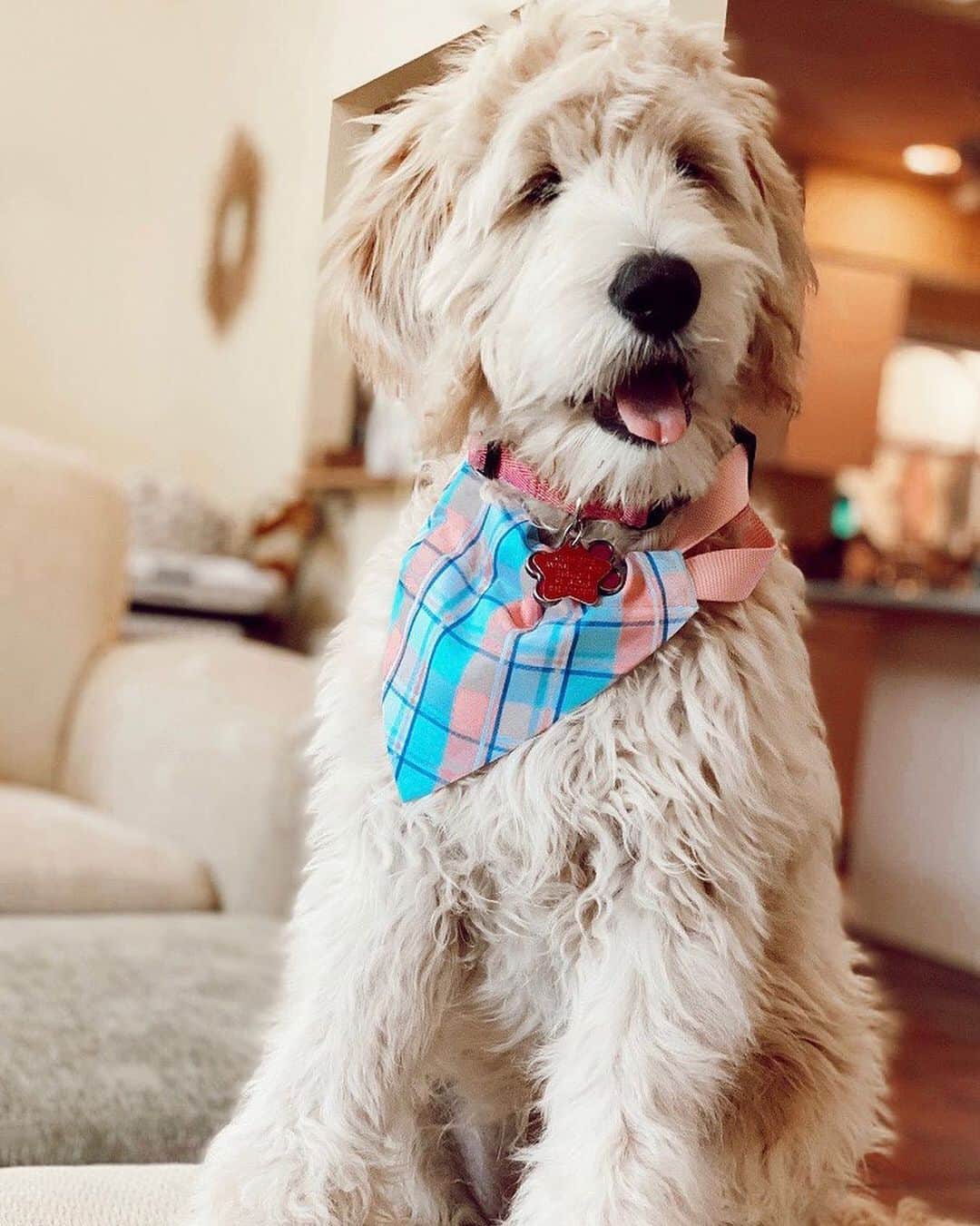 ロック&リパブリックのインスタグラム：「Fun accessories for furry friends. 🐶@dixiewundy looks adorable in the plaid pet bandana from the ED Ellen Degeneres Pets collection @edbyellen. #EDPets #Kohls」