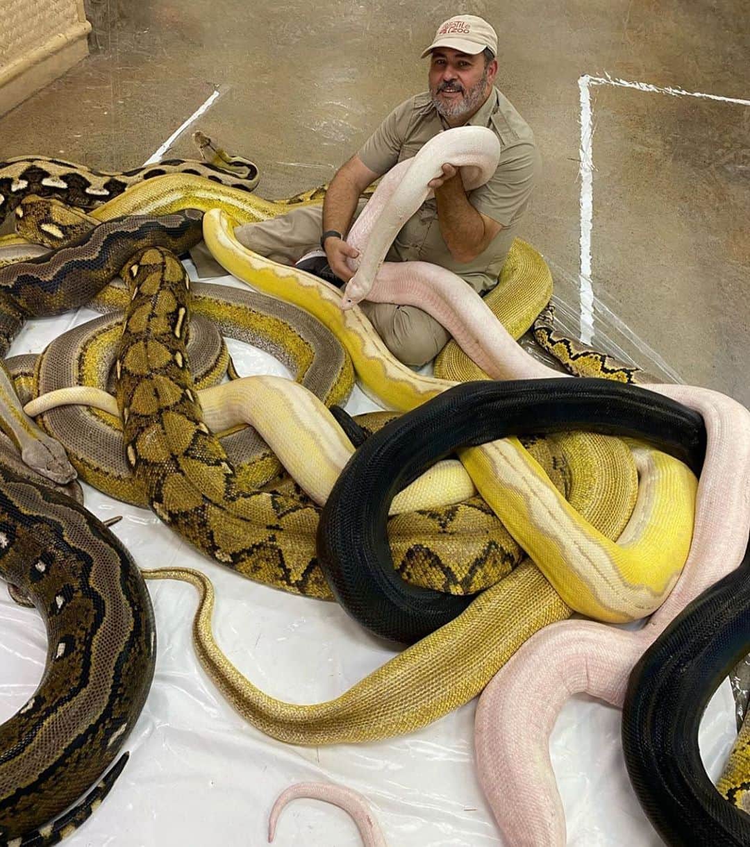 WildLifeのインスタグラム：「Here’s a picture with some of our teenagers 😬😂 they didn’t get to graduate this year but we’re still celebrating them 🎓🎉🙌 by @jayprehistoricpets . .  . #picoftheday #quaratine #staysafe #stayhealthy #petsofinstagram #instagood #fun #amazing #color #snake #style」