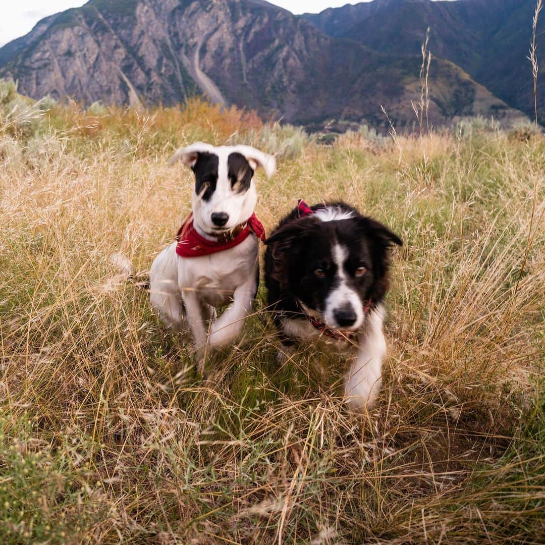 Andrew Knappさんのインスタグラム写真 - (Andrew KnappInstagram)「Sometimes you just gotta run into the mountains with your brother. Except I drove. And my brothers are in Ontario. So I live vicariously through my dogs and we’re out here in the Okanagan getting some photos together for my first book deadline (which has been pushed by weeks because of the thing 🦠 ).   Trying to take it a little slow while we’re here.」7月10日 6時30分 - andrewknapp