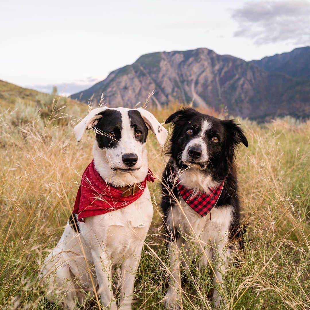 Andrew Knappのインスタグラム：「Sometimes you just gotta run into the mountains with your brother. Except I drove. And my brothers are in Ontario. So I live vicariously through my dogs and we’re out here in the Okanagan getting some photos together for my first book deadline (which has been pushed by weeks because of the thing 🦠 ).   Trying to take it a little slow while we’re here.」